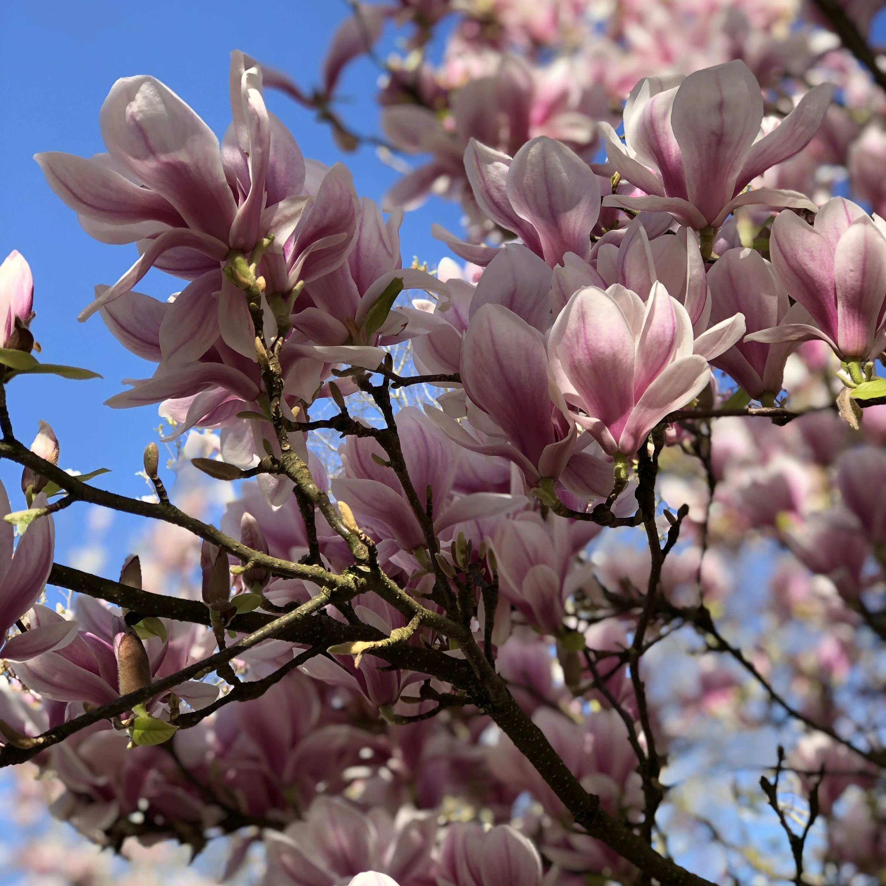 Magnolia de Soulange - Image 4