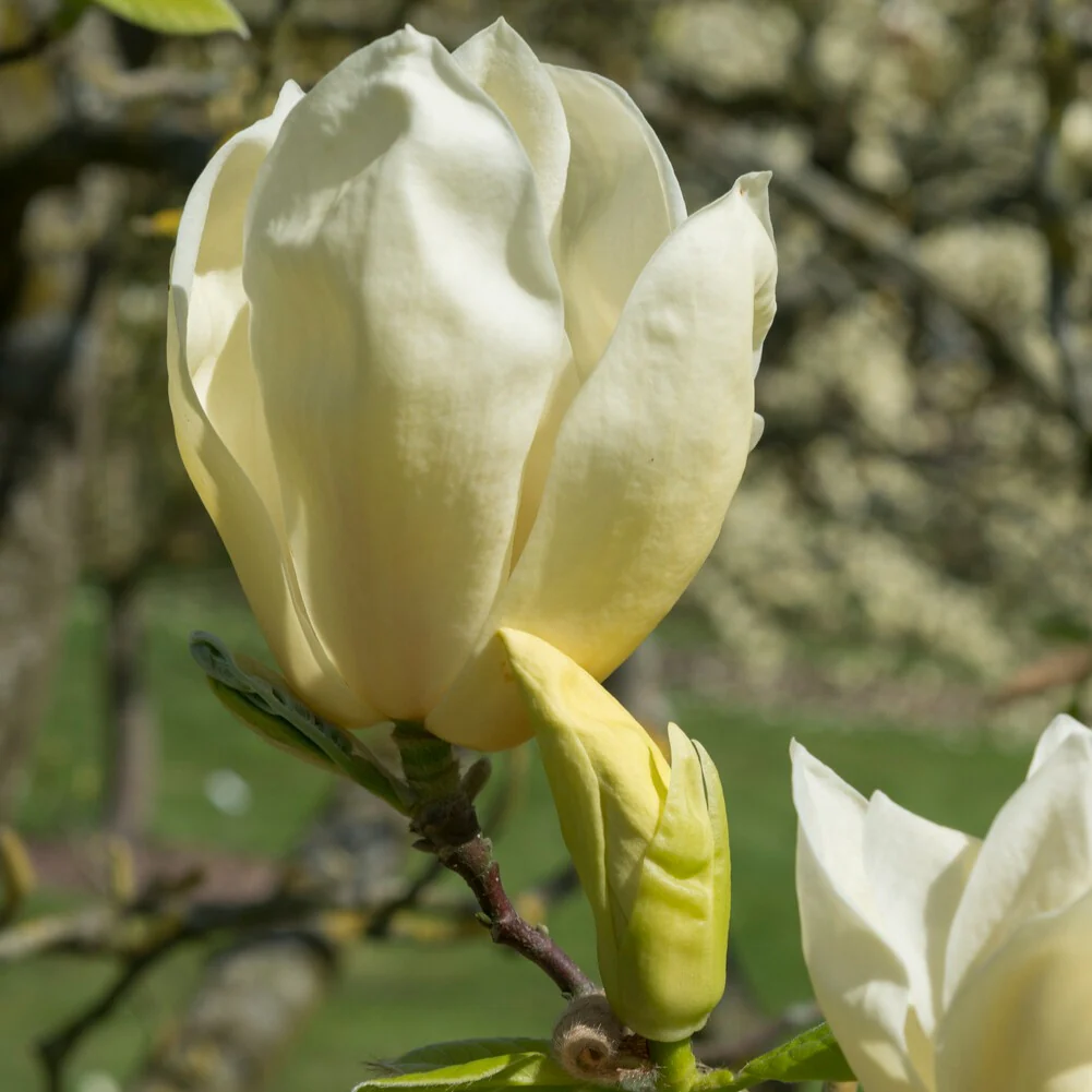 Magnolia Yellow Lantern - Image 5