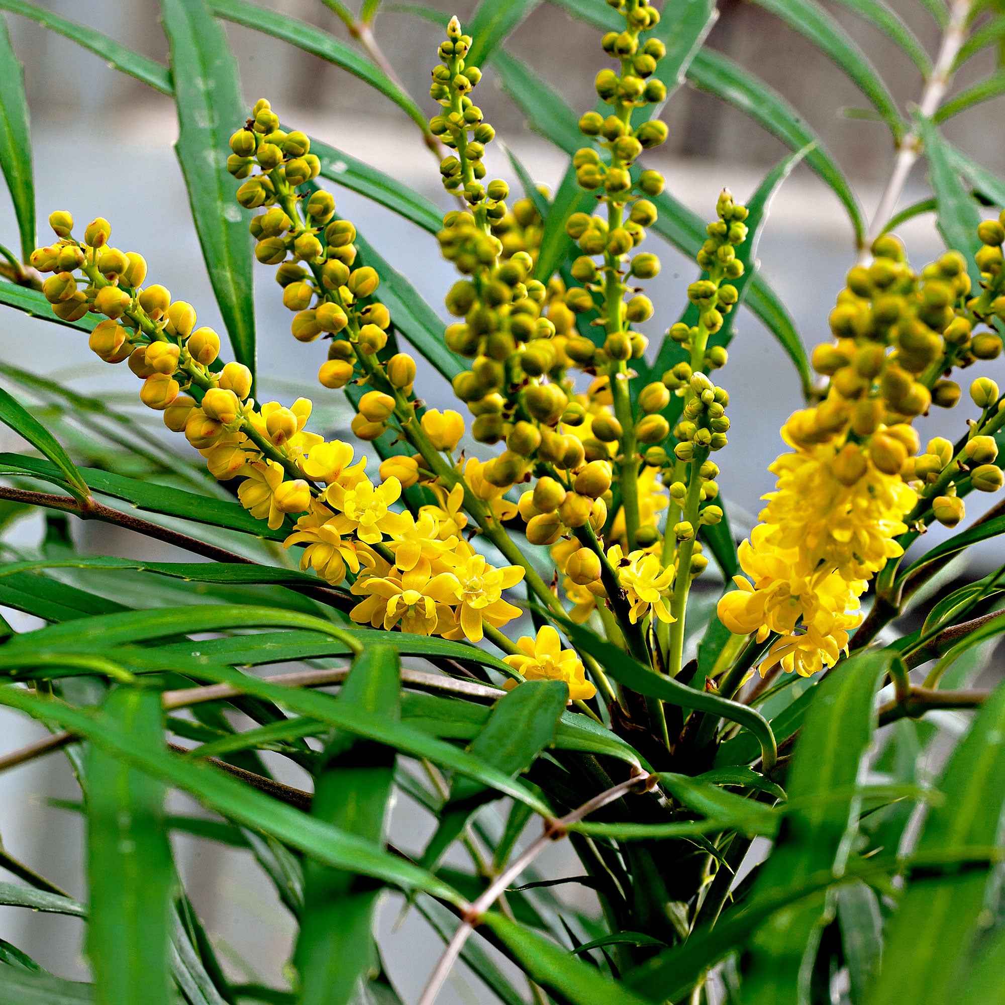 Mahonia Soft Caress - Image 3
