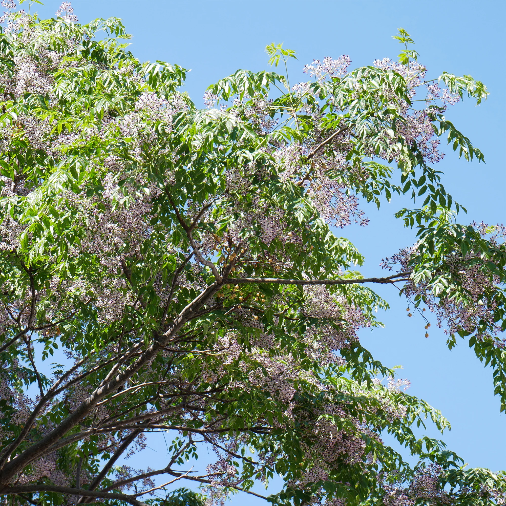 Lilas de Perse - Margousier