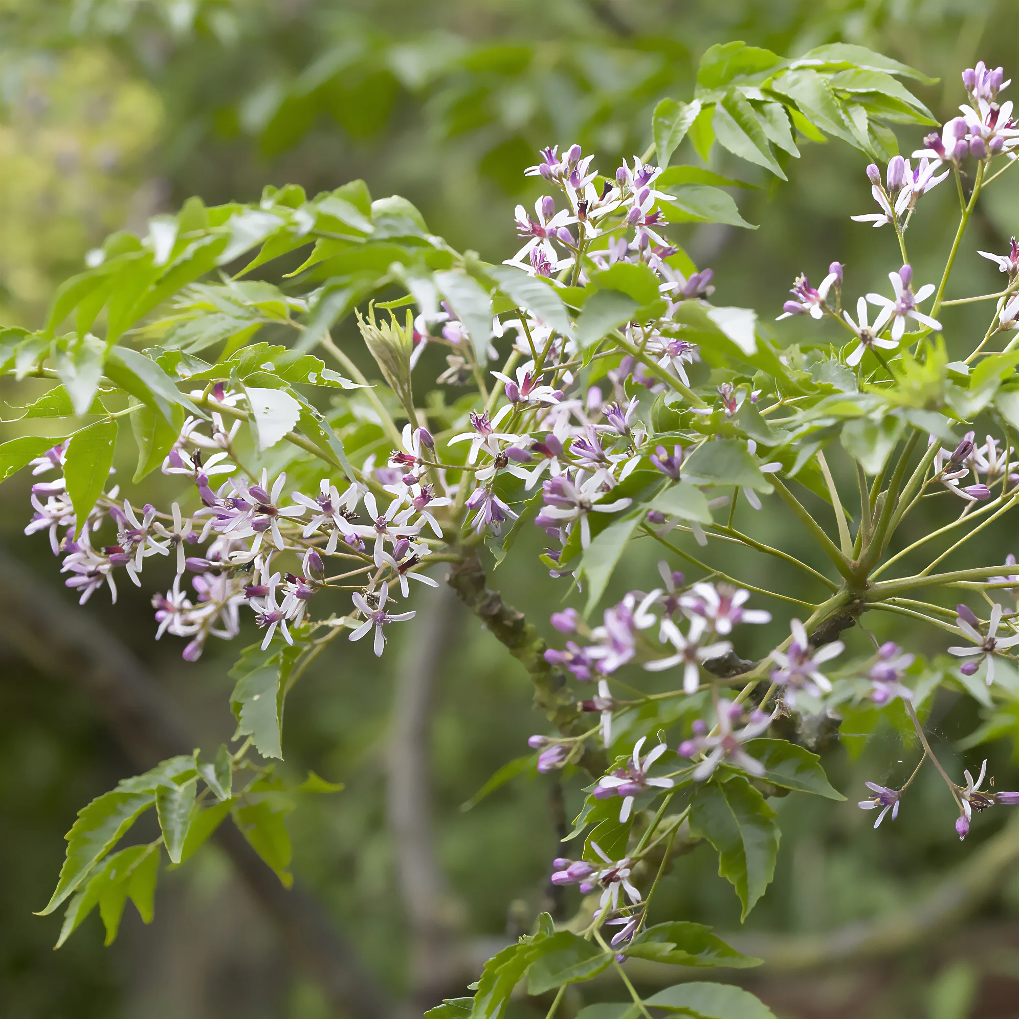 Lilas de Perse - Margousier - Image 4