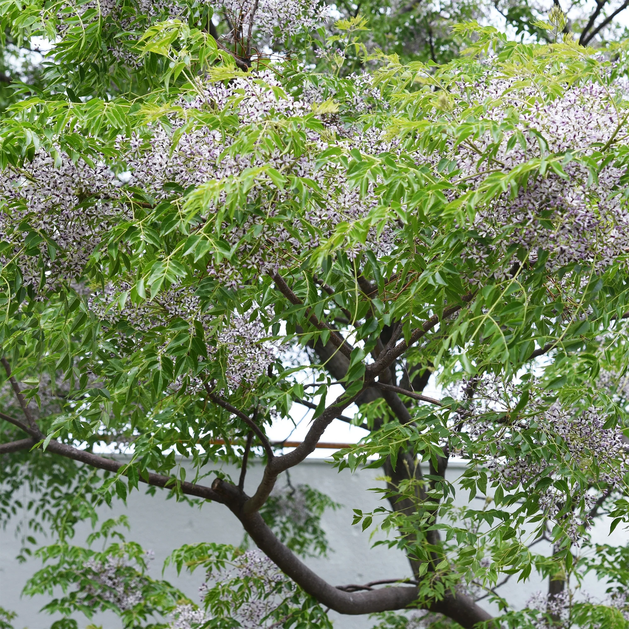 Lilas de Perse - Margousier - Image 5
