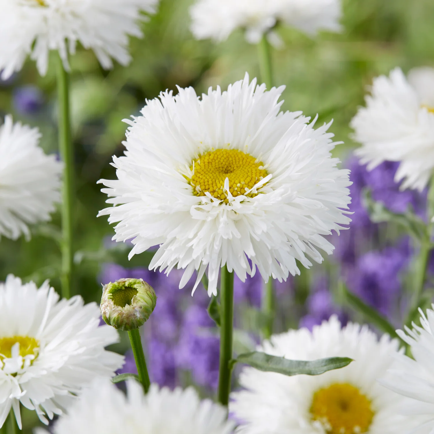 Marguerite d'été Laspider - Image 2