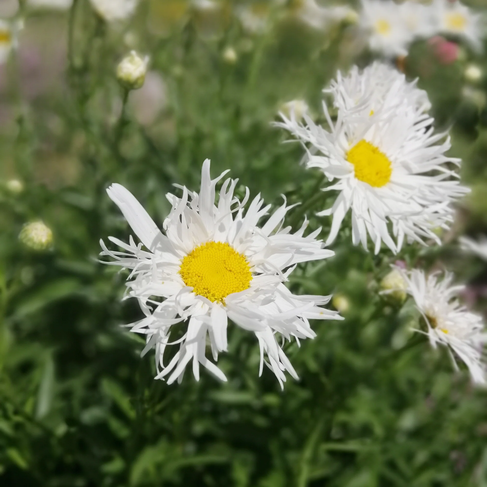 3 Marguerites d'été Old Court