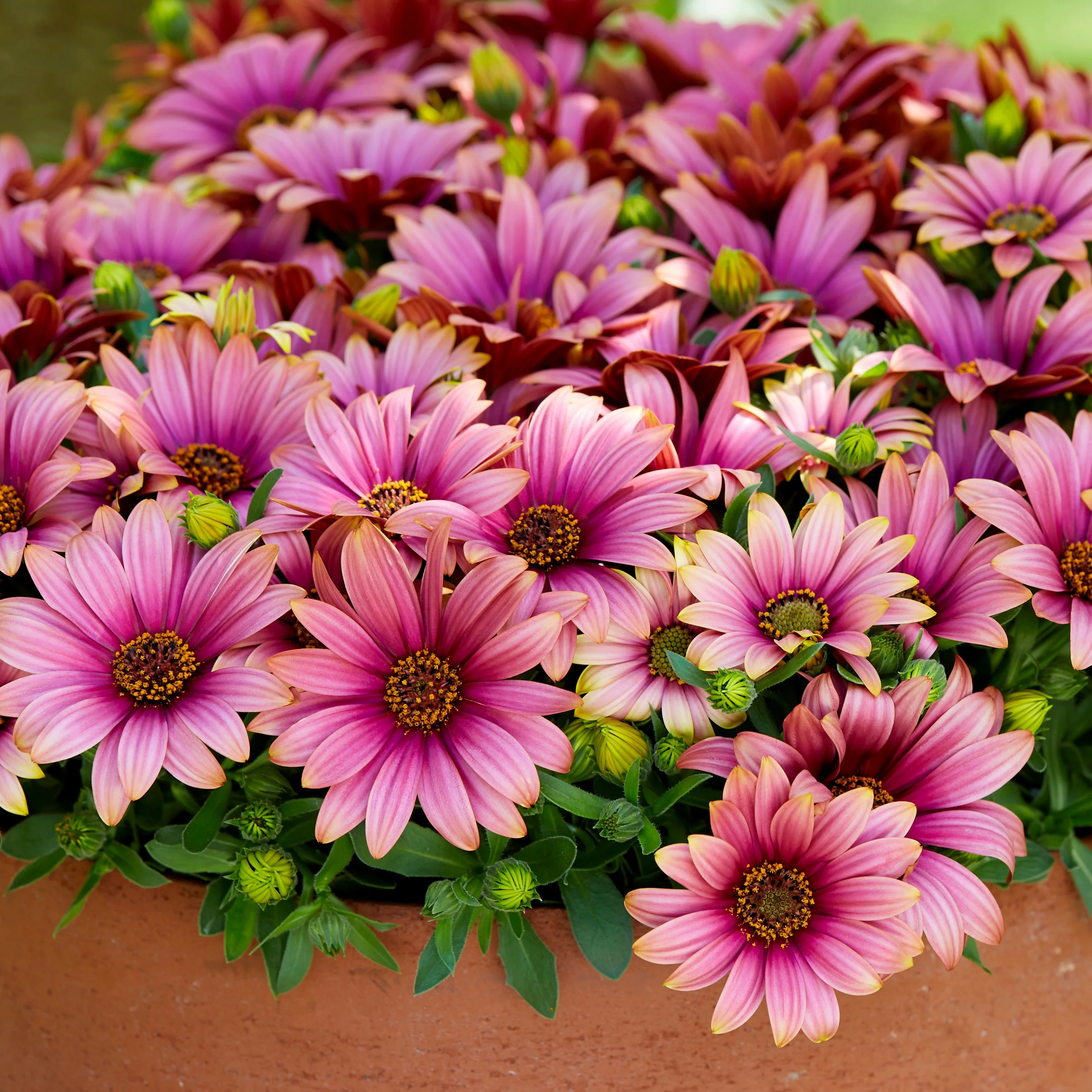 3 Marguerites du Cap bicolores (pourpre/blanc) - Image 2