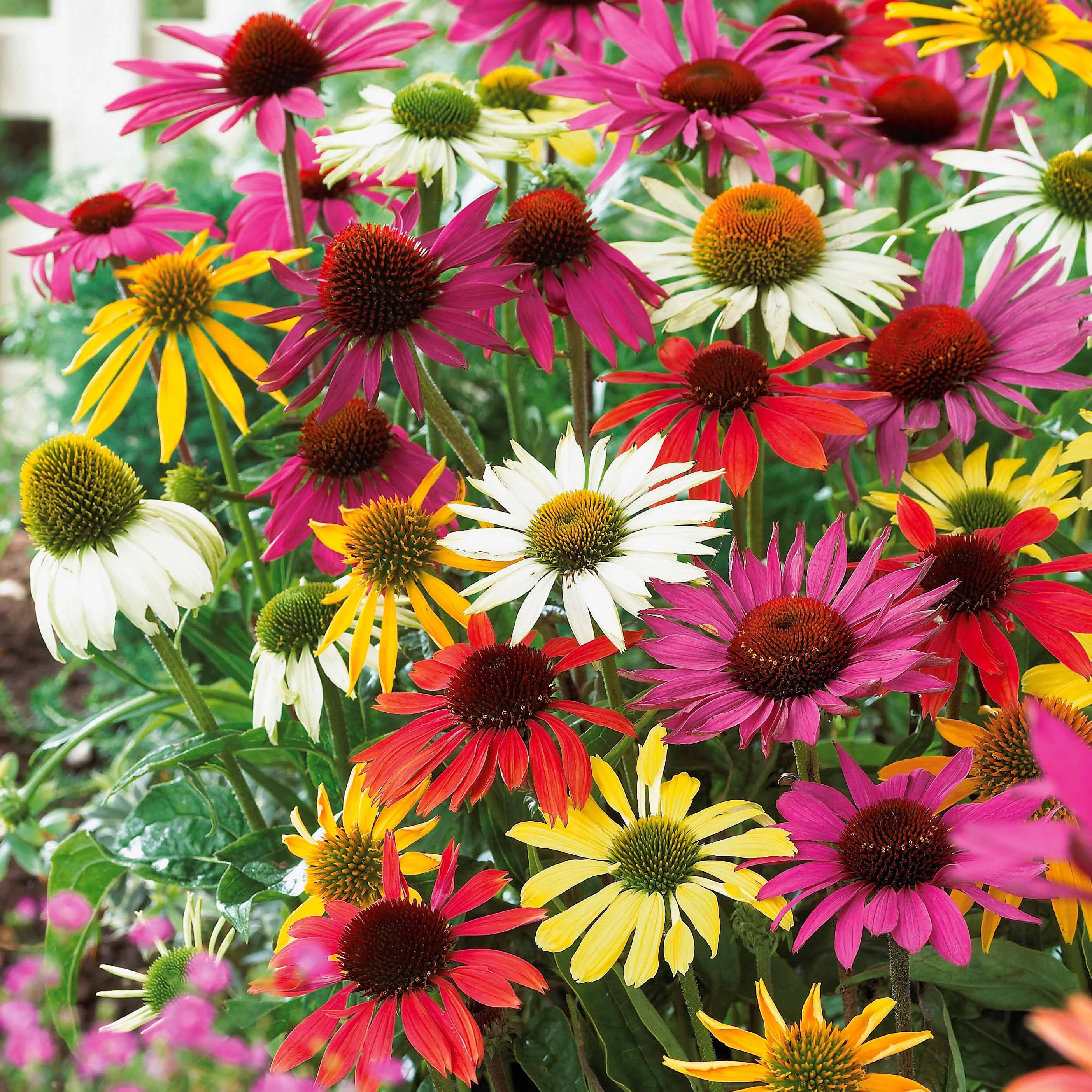 5 Marguerites papillon en mélange - Image 3