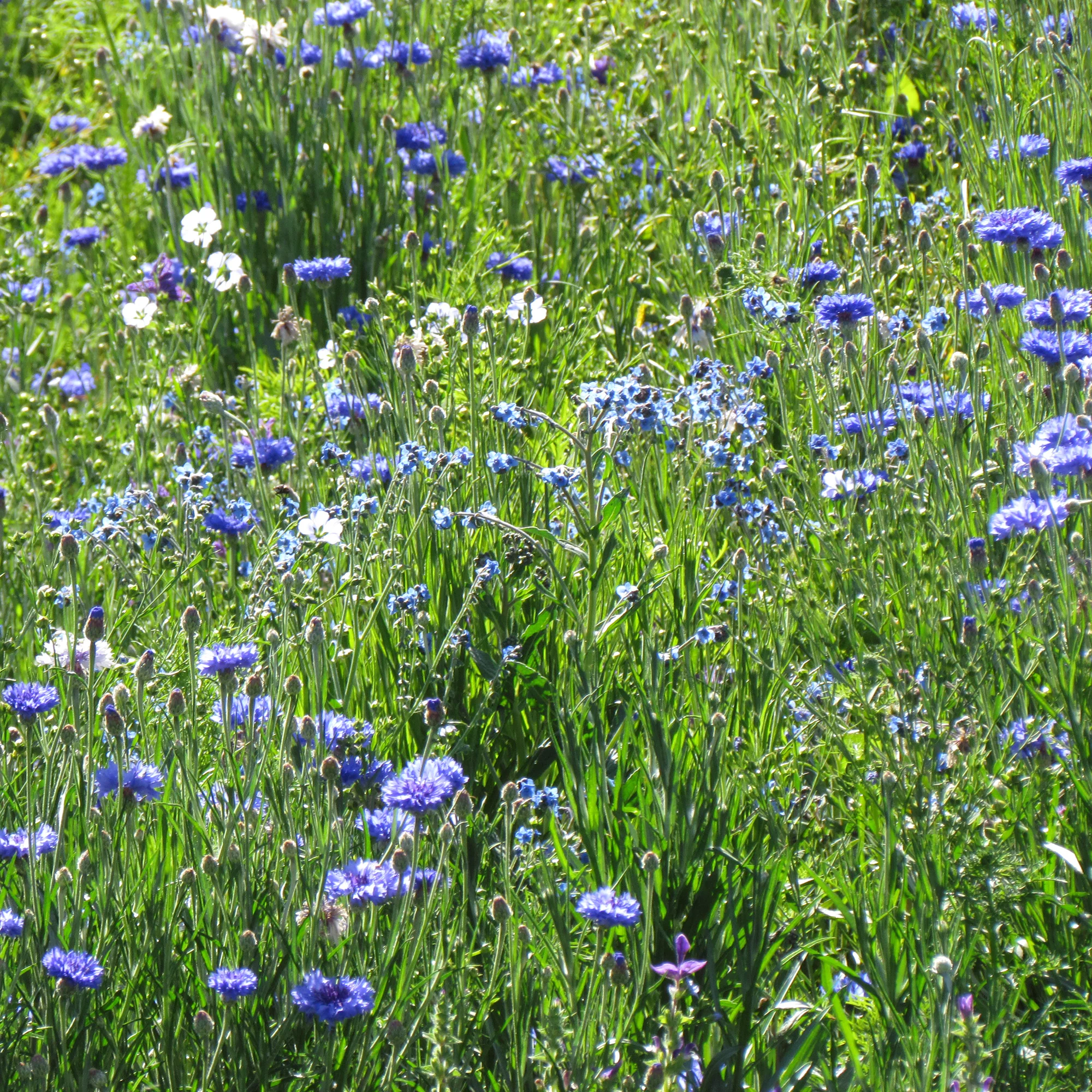 Mélange fleuris bleu
