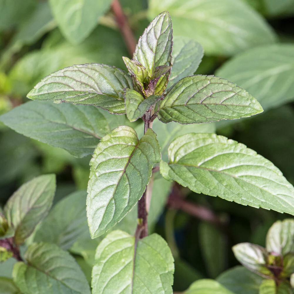 Menthe chocolat - Image 2