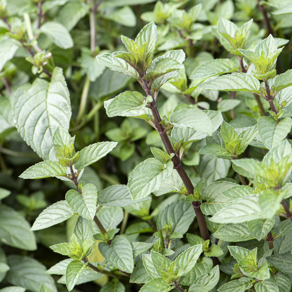 Menthe chocolat - Image 3