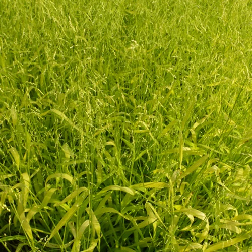 Milium effusum Aureum - Image 2