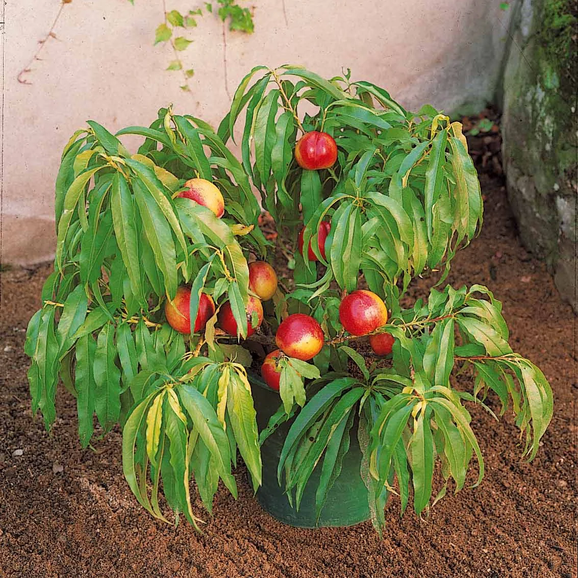 Mini-nectarine Morton
