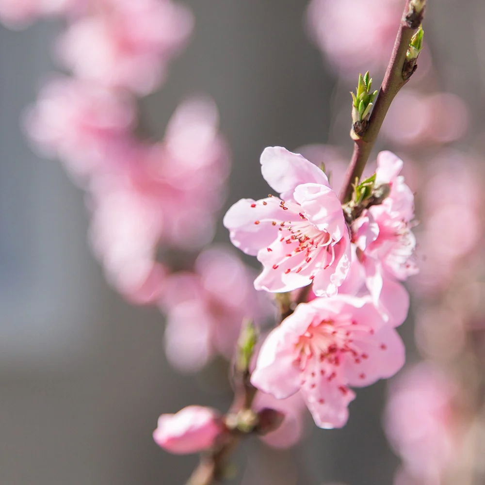 Mini-nectarine Morton - Image 2