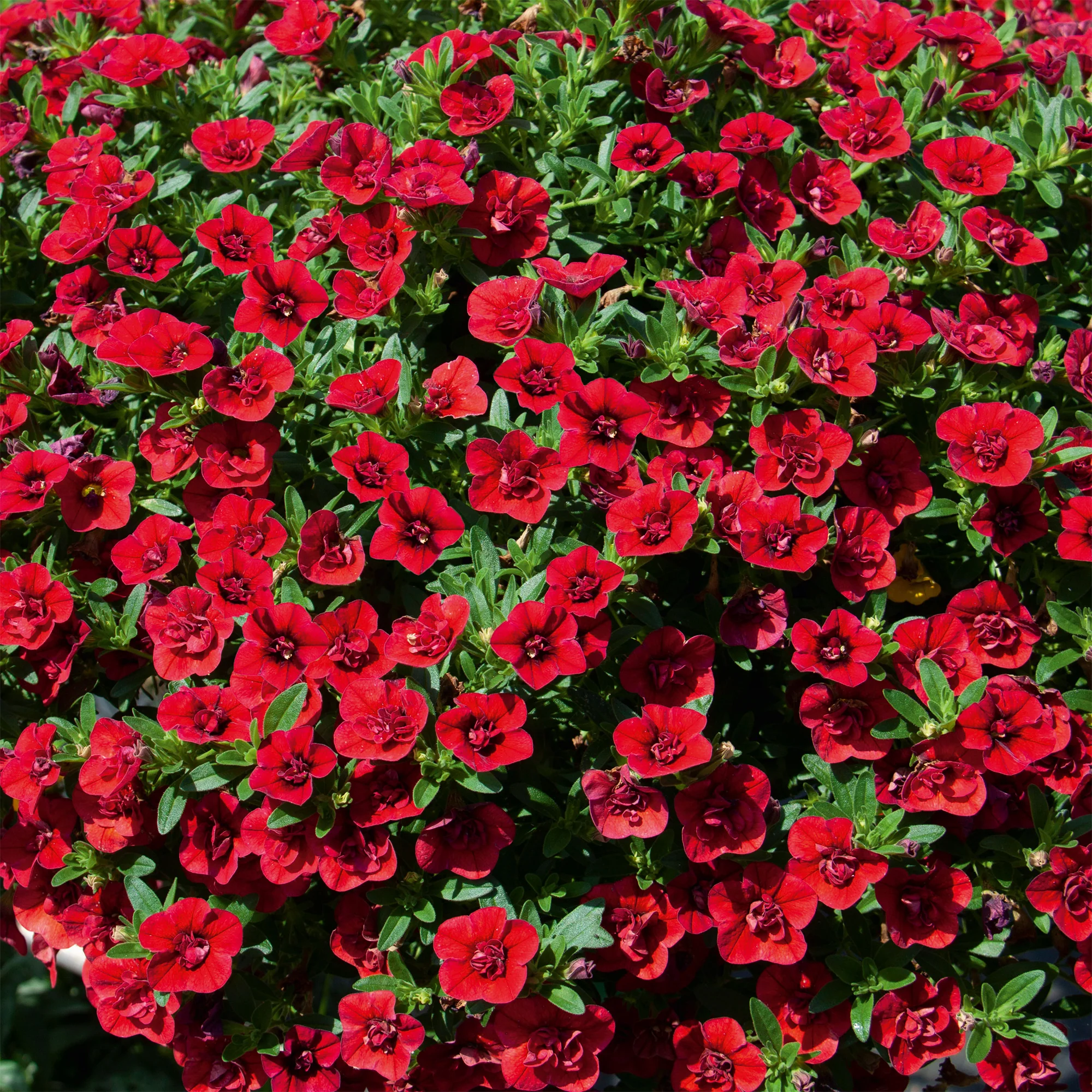 Mini-pétunia à fleurs doubles rouges