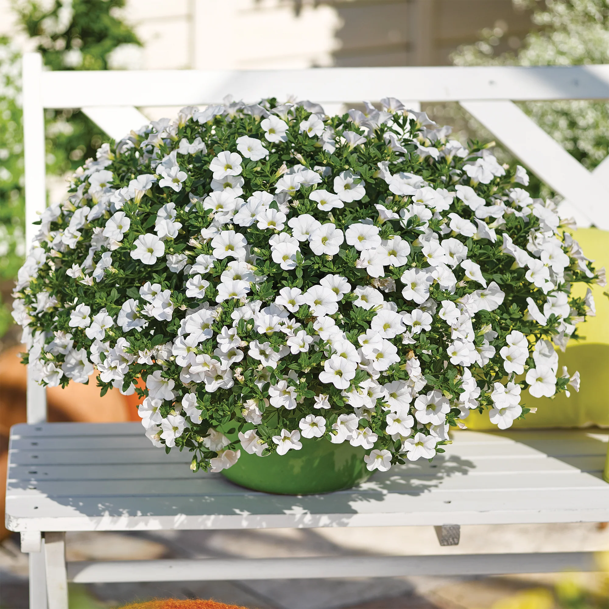 Mini-pétunia blanches - Image 2