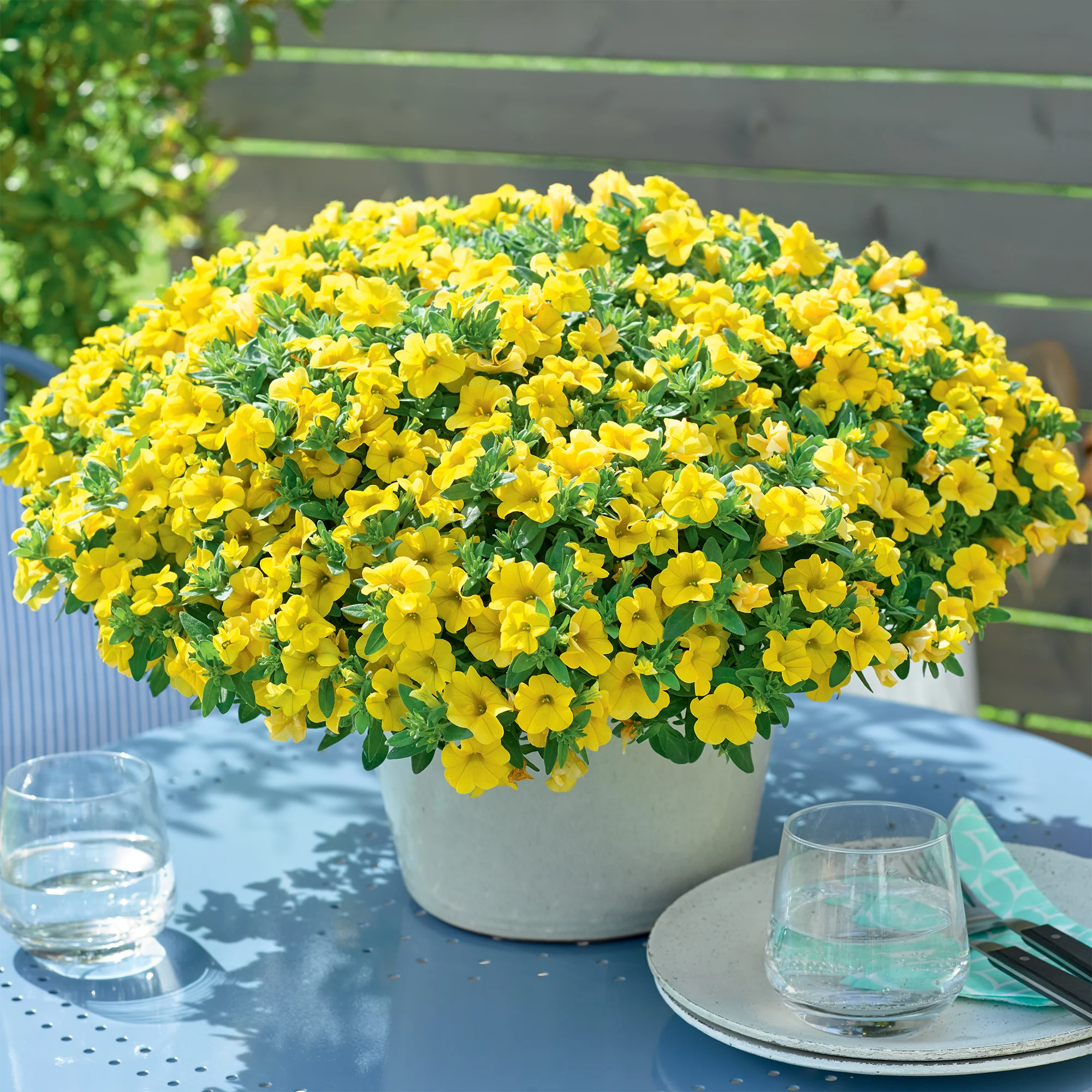Mini-pétunia jaunes - Image 2