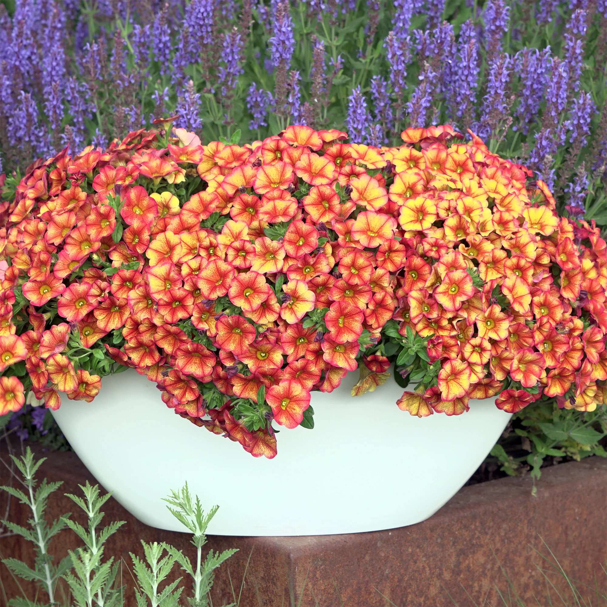 Mini-pétunia oranges - Image 2