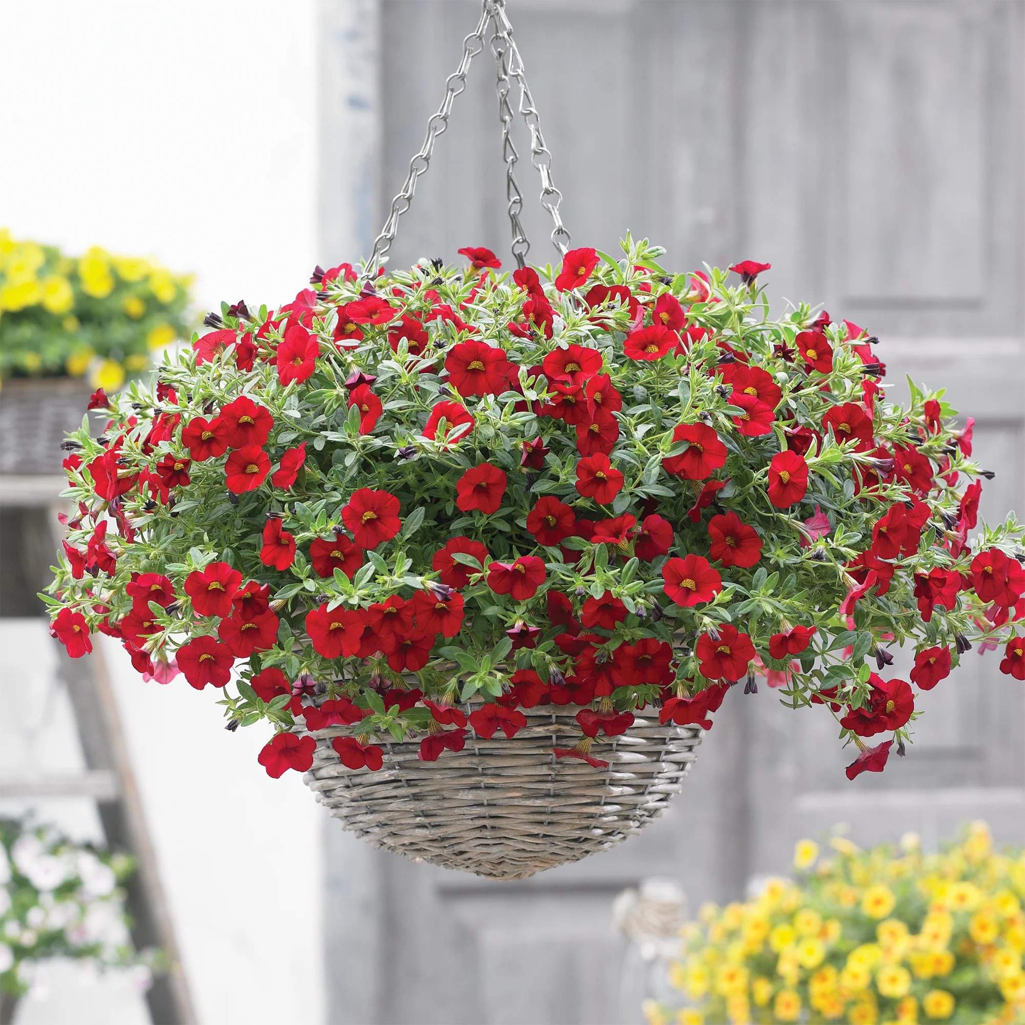 Mini-pétunia rouges - Image 2