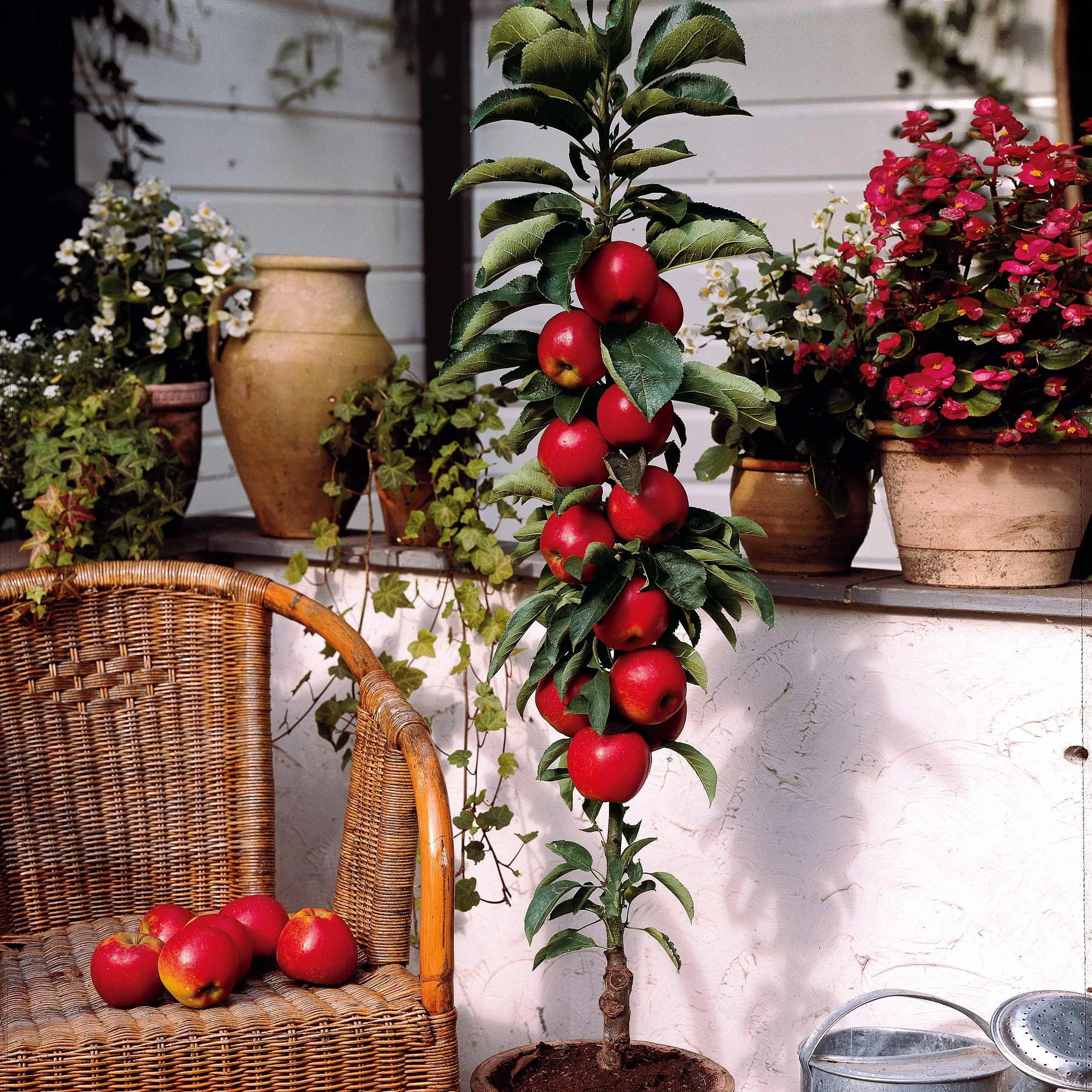 Mini-pommier Braeburn - Image 3