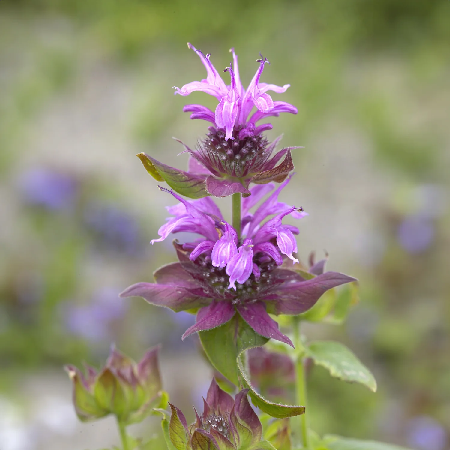 Monarde Aquarius