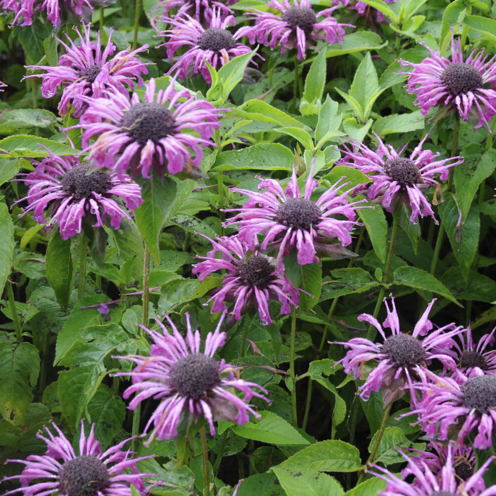 Monarde Aquarius - Image 2