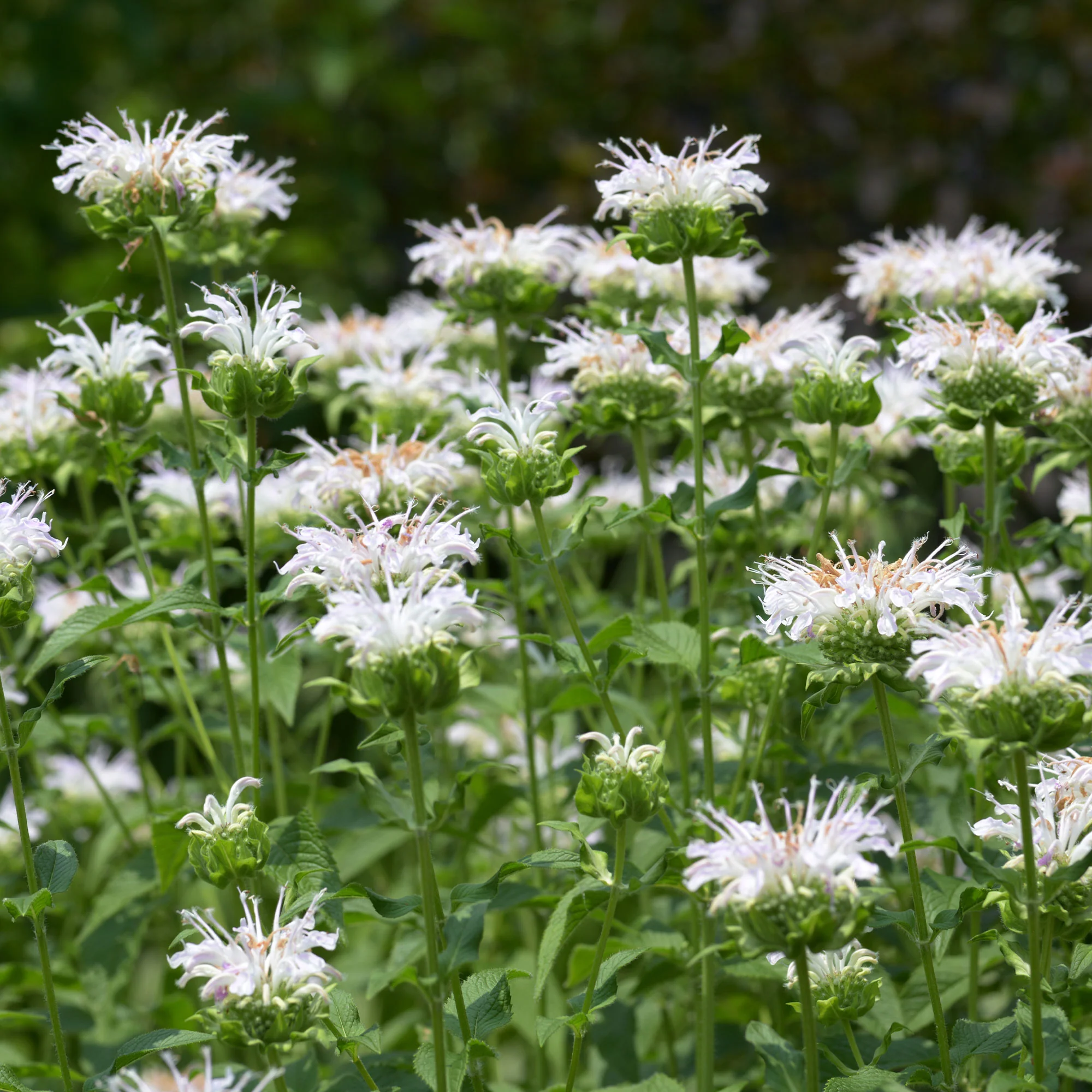 Monarde Schneewittchen - Image 2