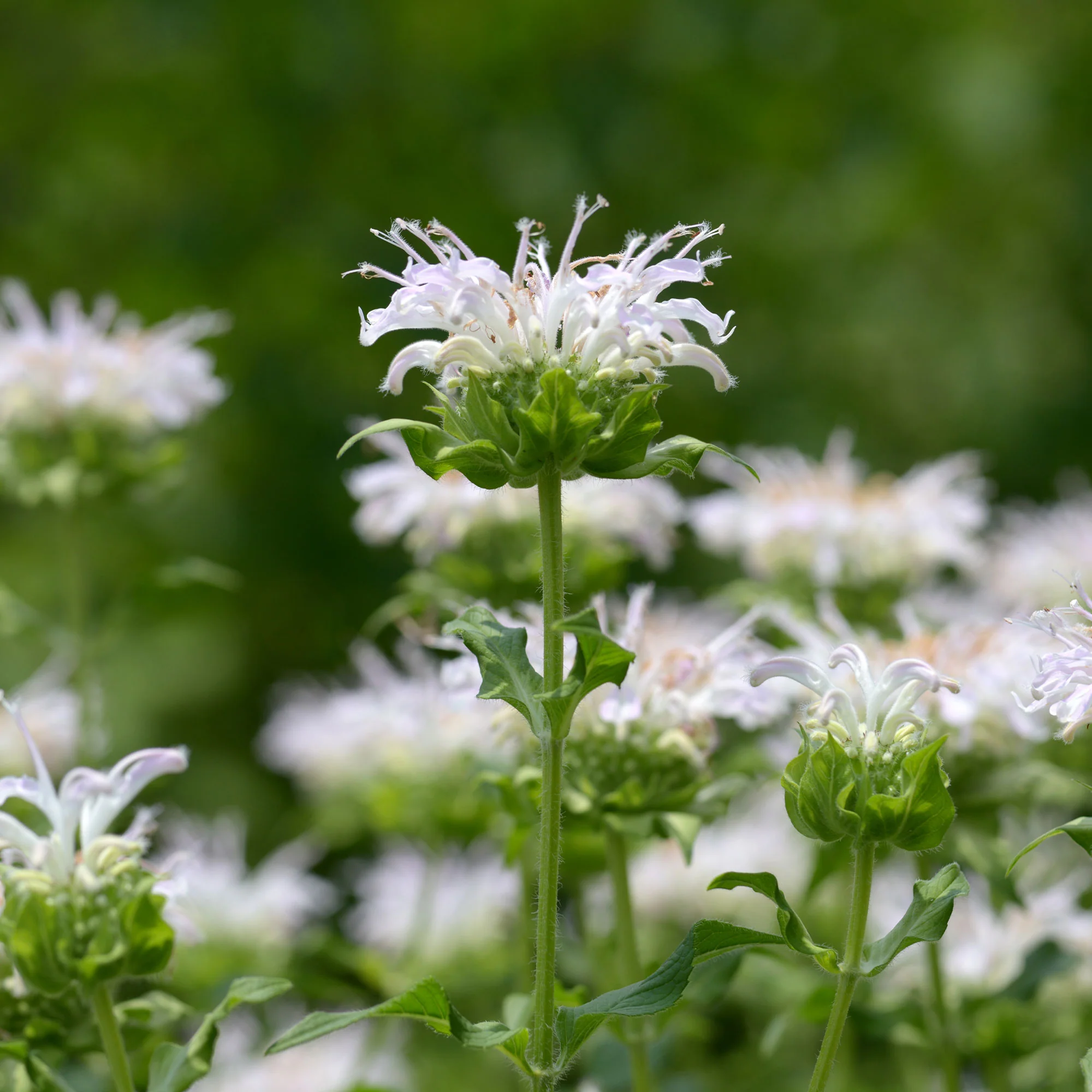 Monarde Schneewittchen - Image 3