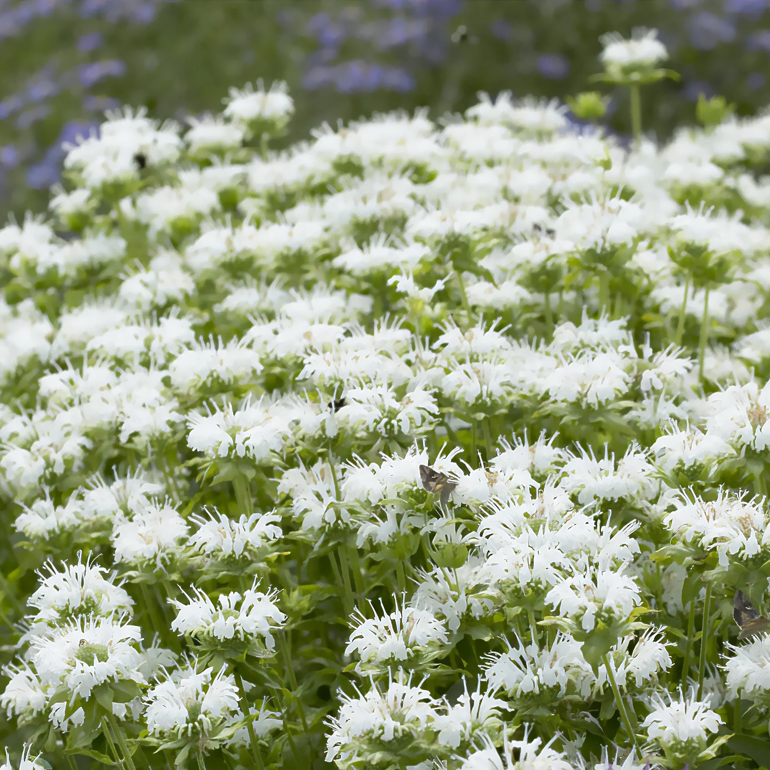 Monarde Schneewittchen - Image 4