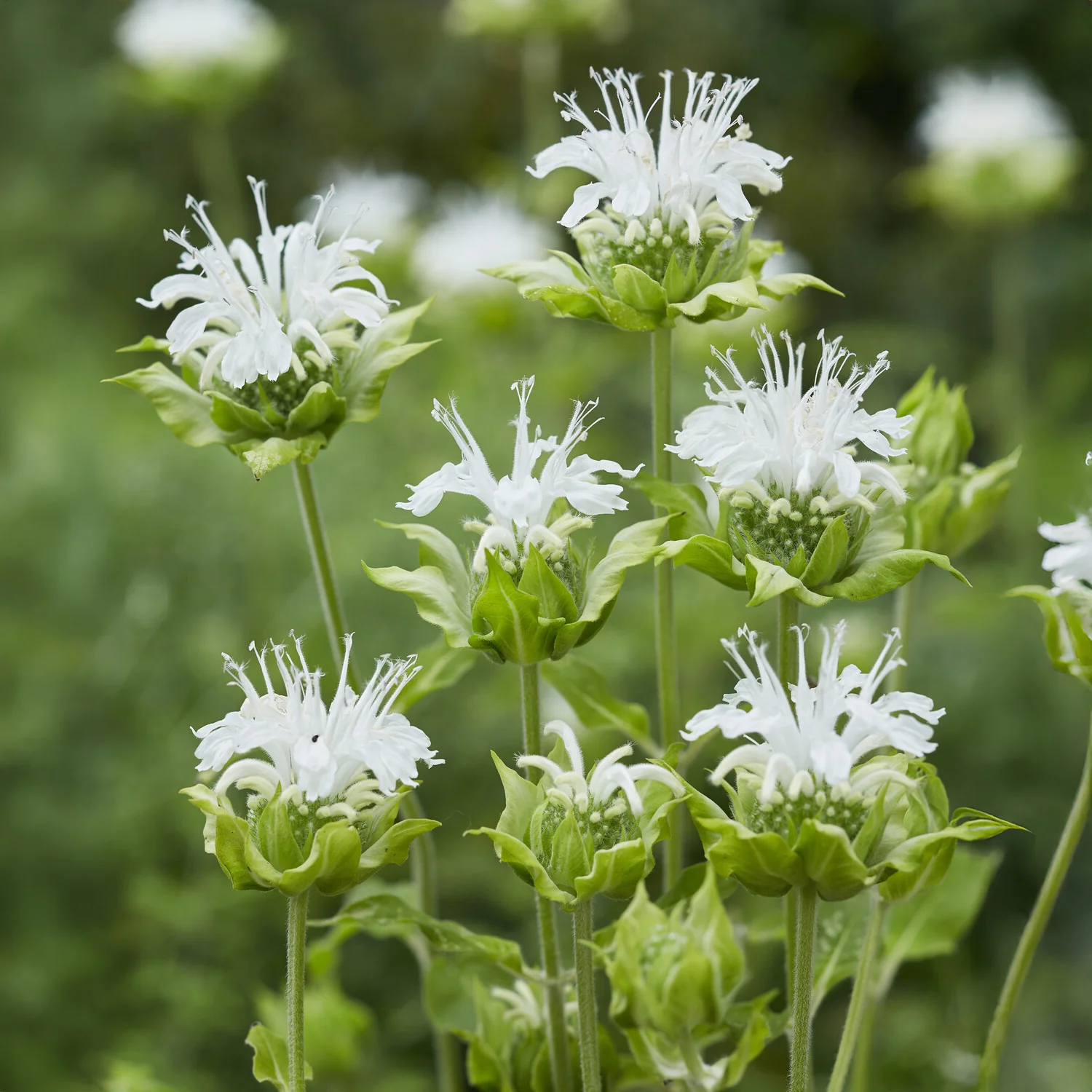 Monarde Schneewittchen - Image 5