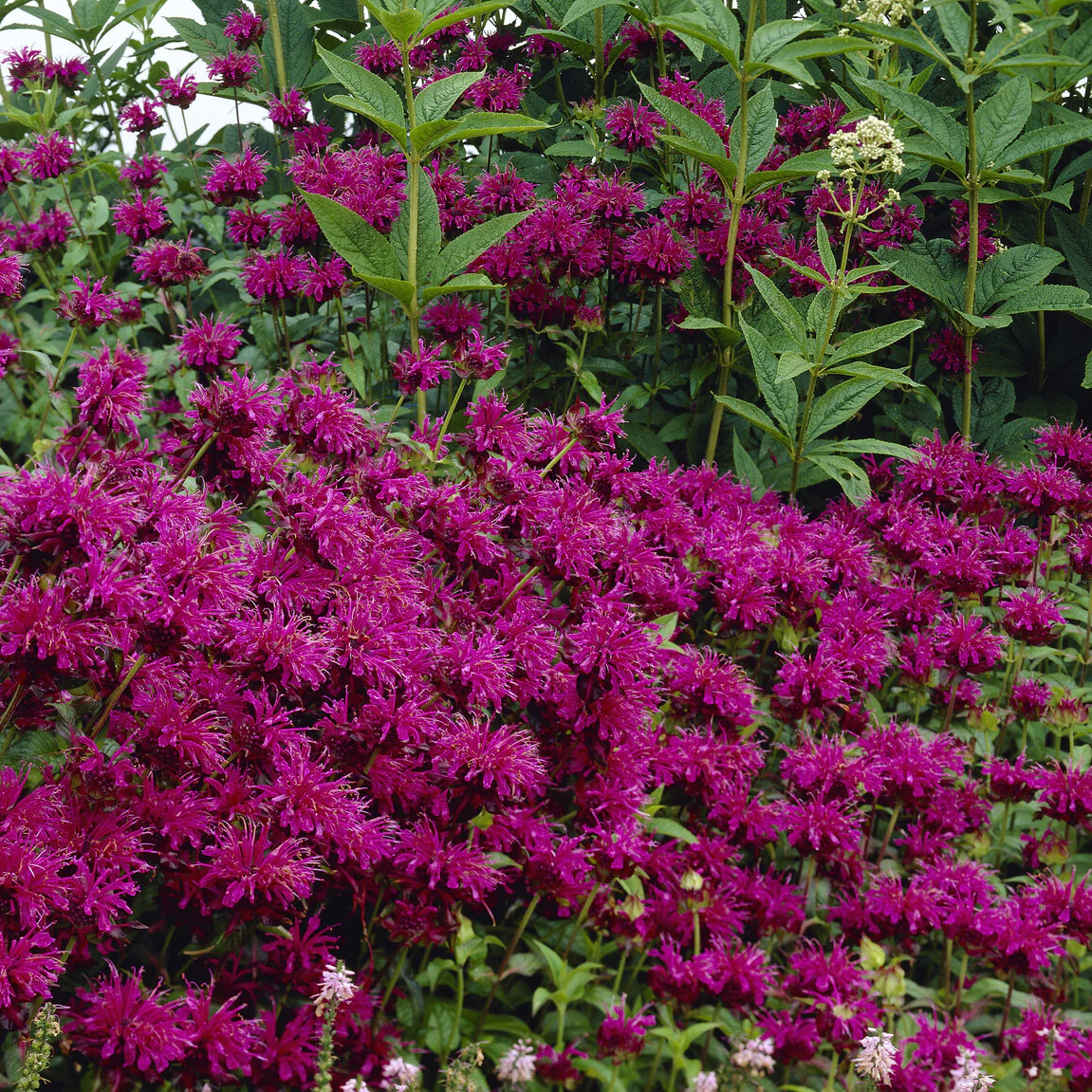 Monarde Scorpion - Image 2