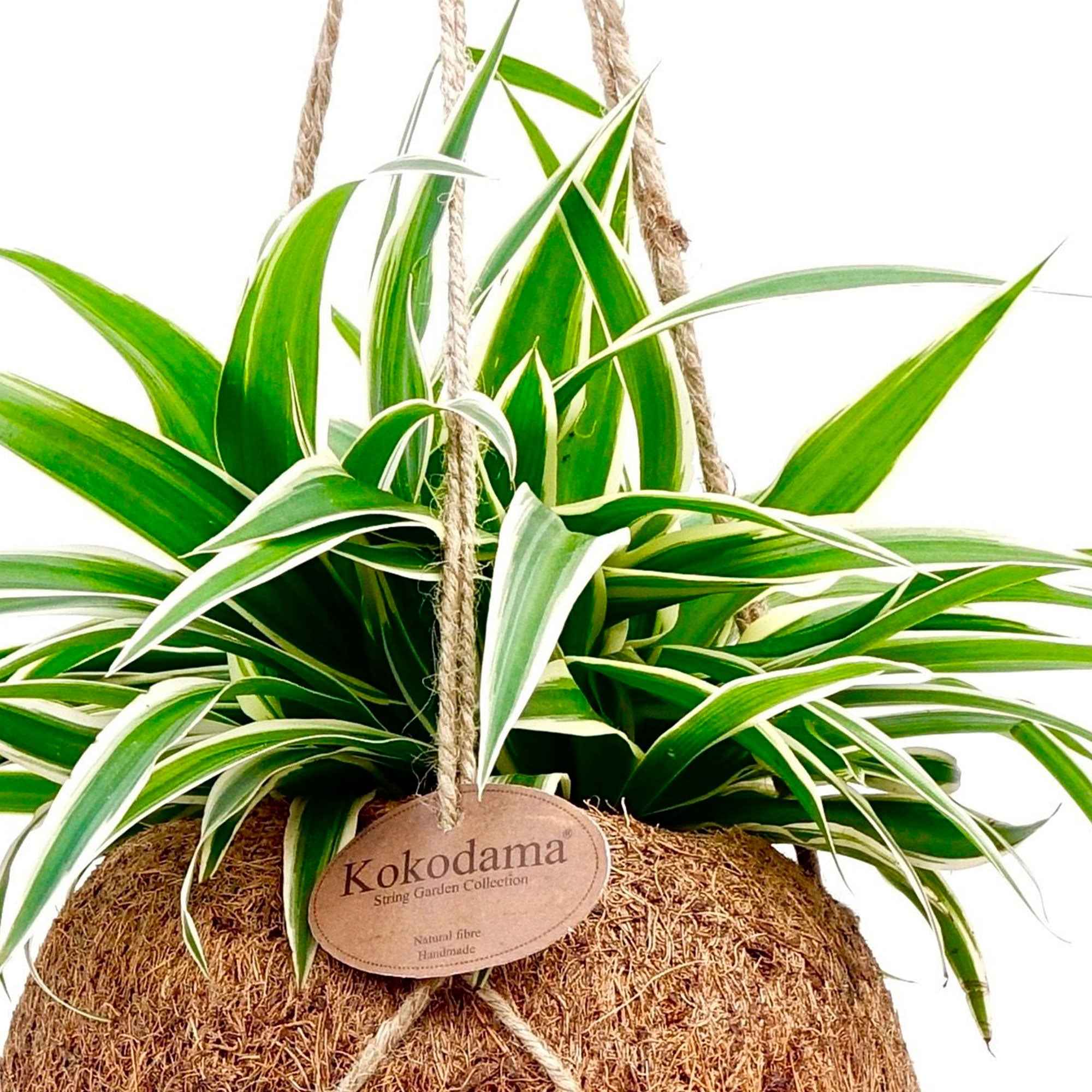 Chlorophytum et son pot en fibre de noix de coco - Image 2