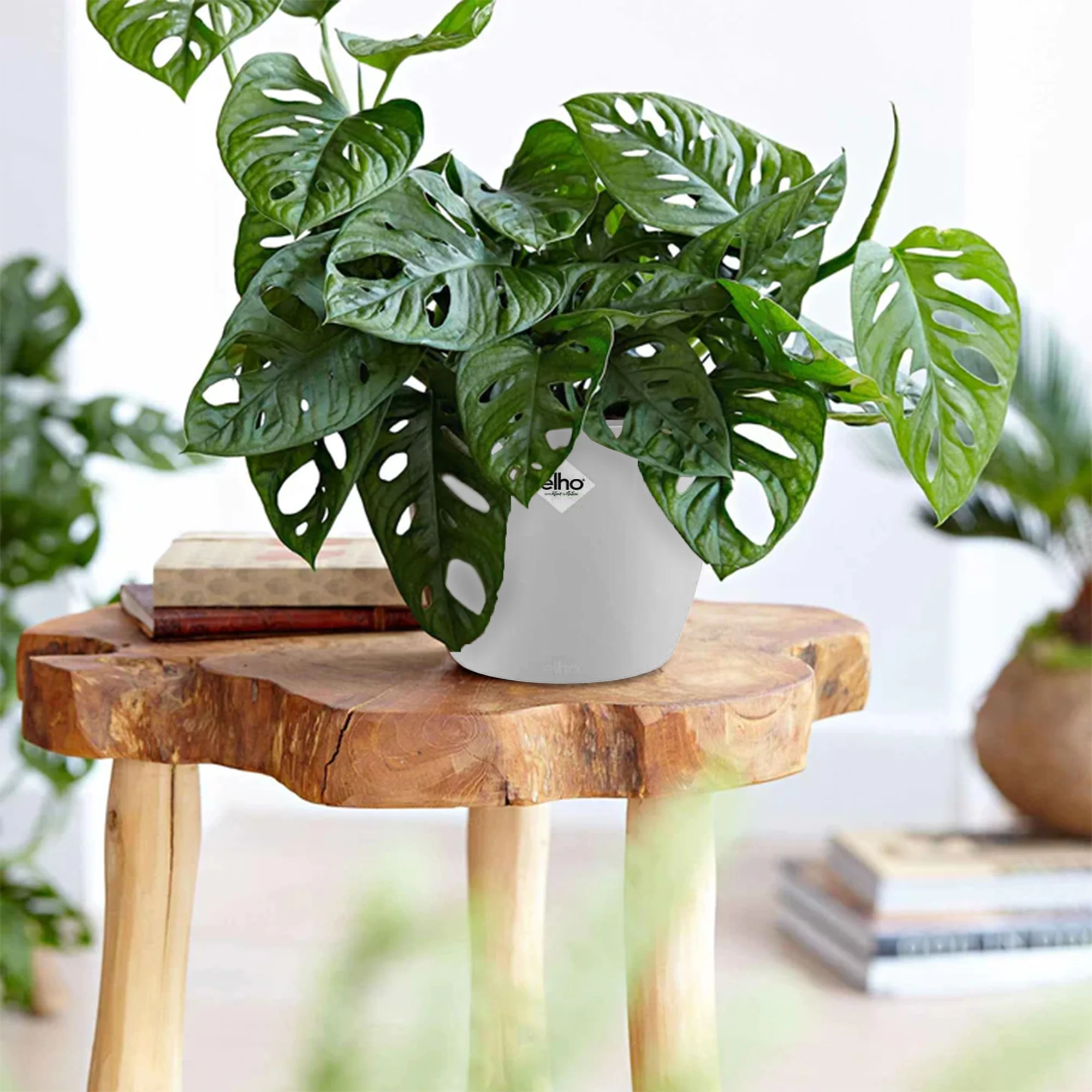 Philodendron Monstera Monkey Mask et son cache-pot blanc ELHO
