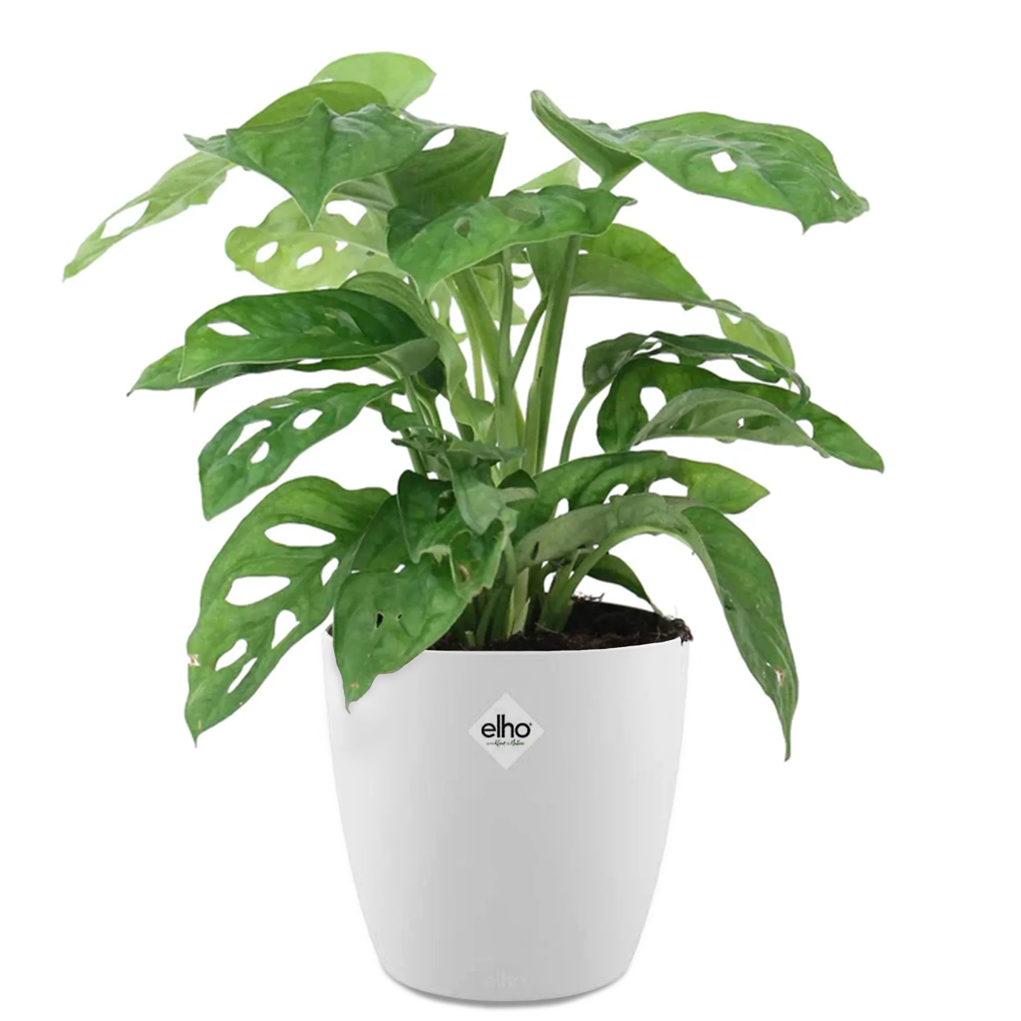 Philodendron Monstera Monkey Mask et son cache-pot blanc ELHO - Image 2