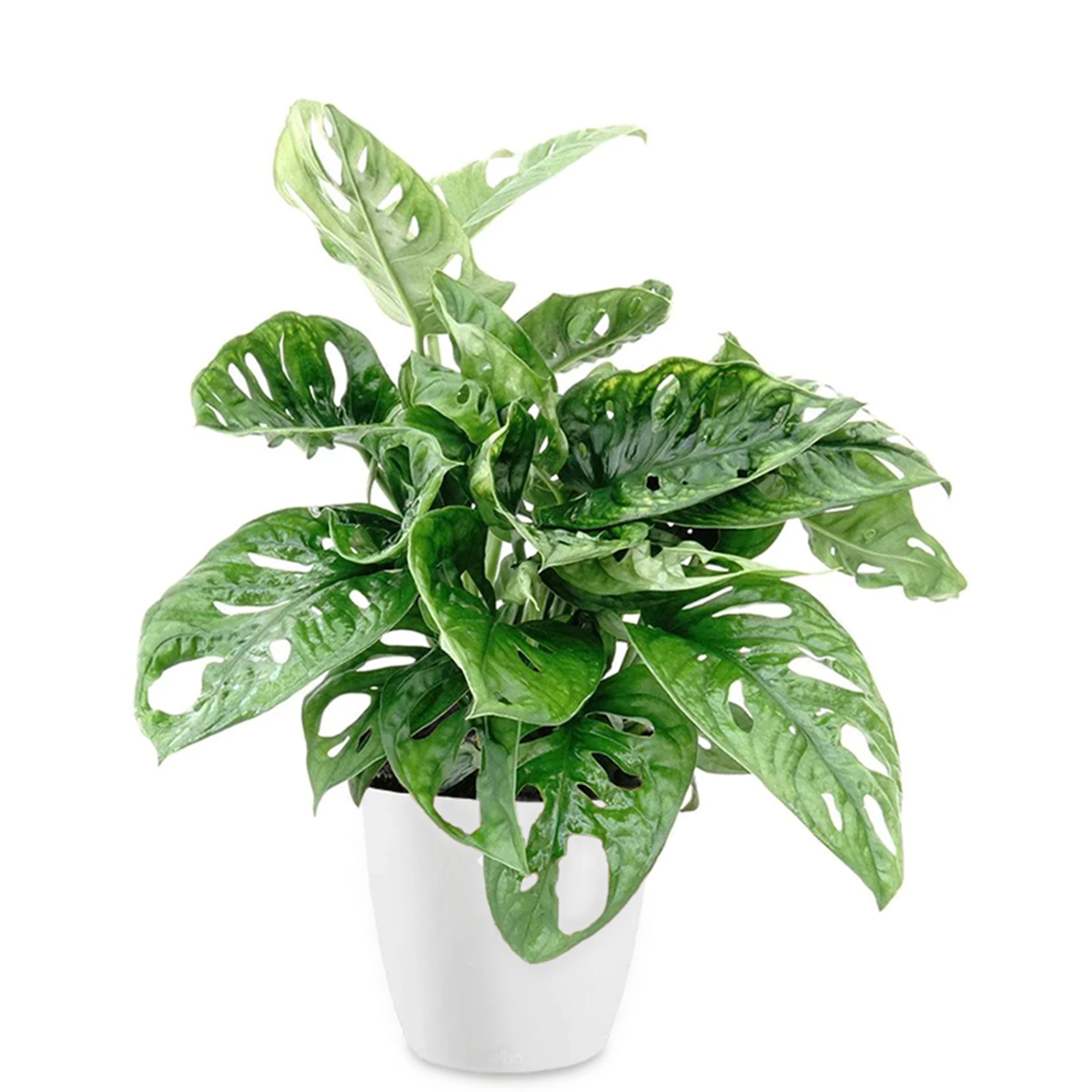 Philodendron Monstera Monkey Mask et son cache-pot blanc ELHO - Image 3