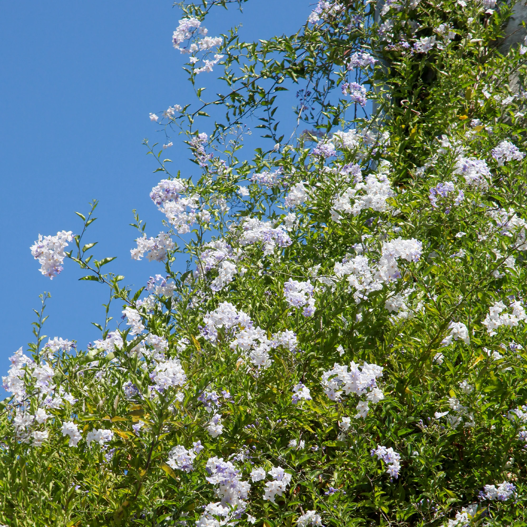 Morelle faux-jasmin