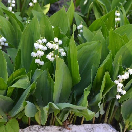 Muguet blanc - Image 3