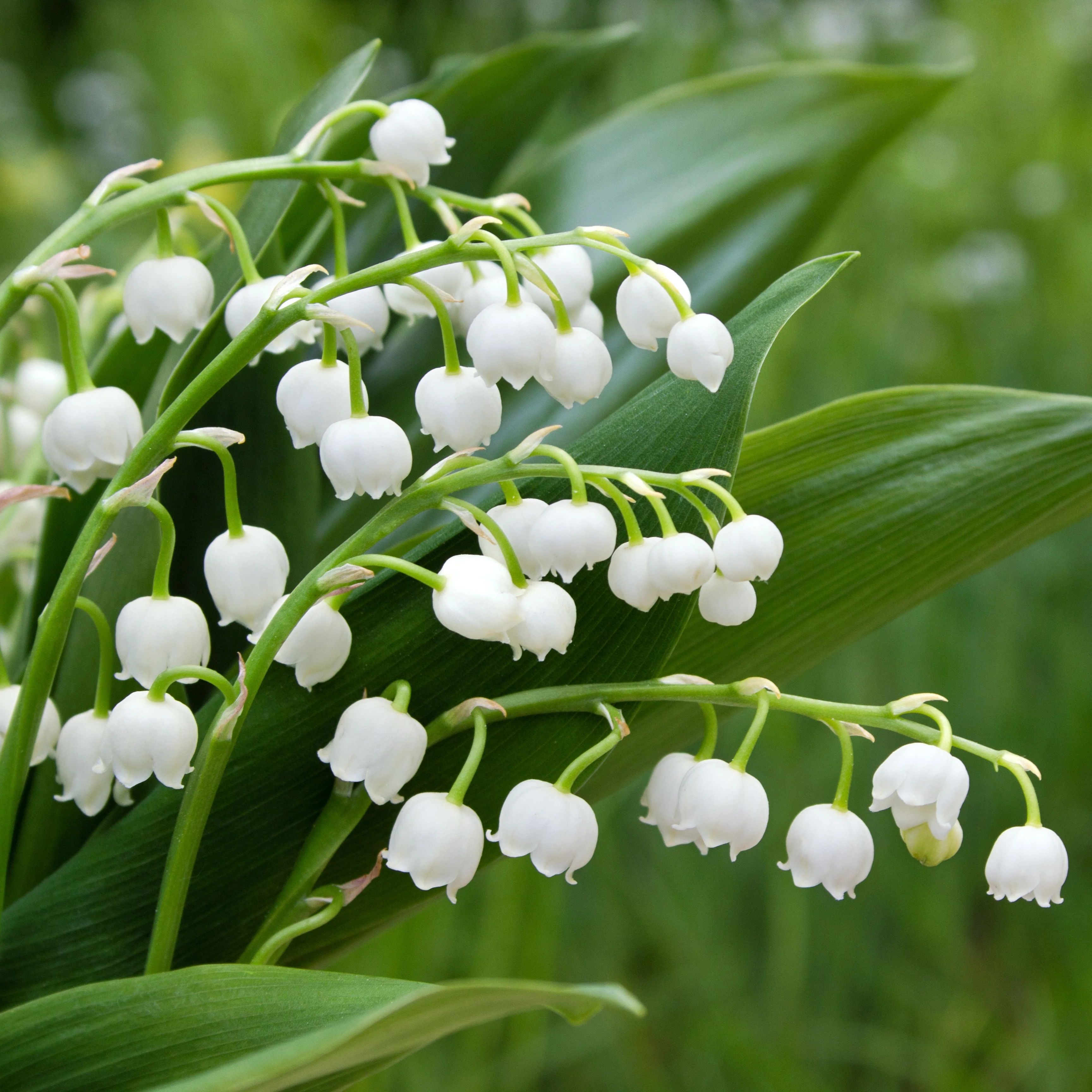 Muguet blanc - Image 4