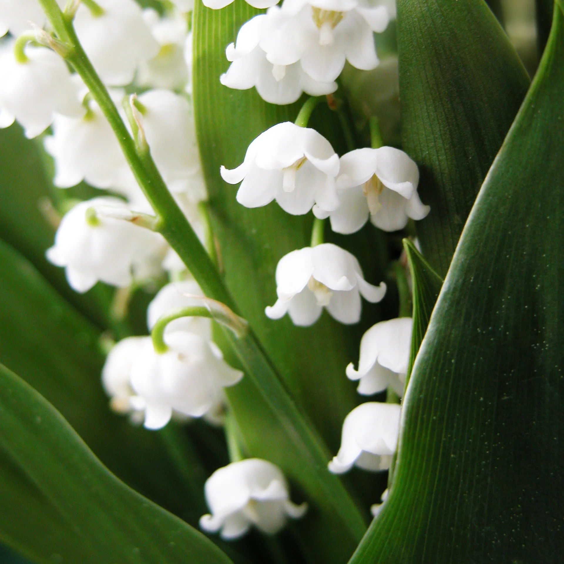 Muguet blanc - Image 5