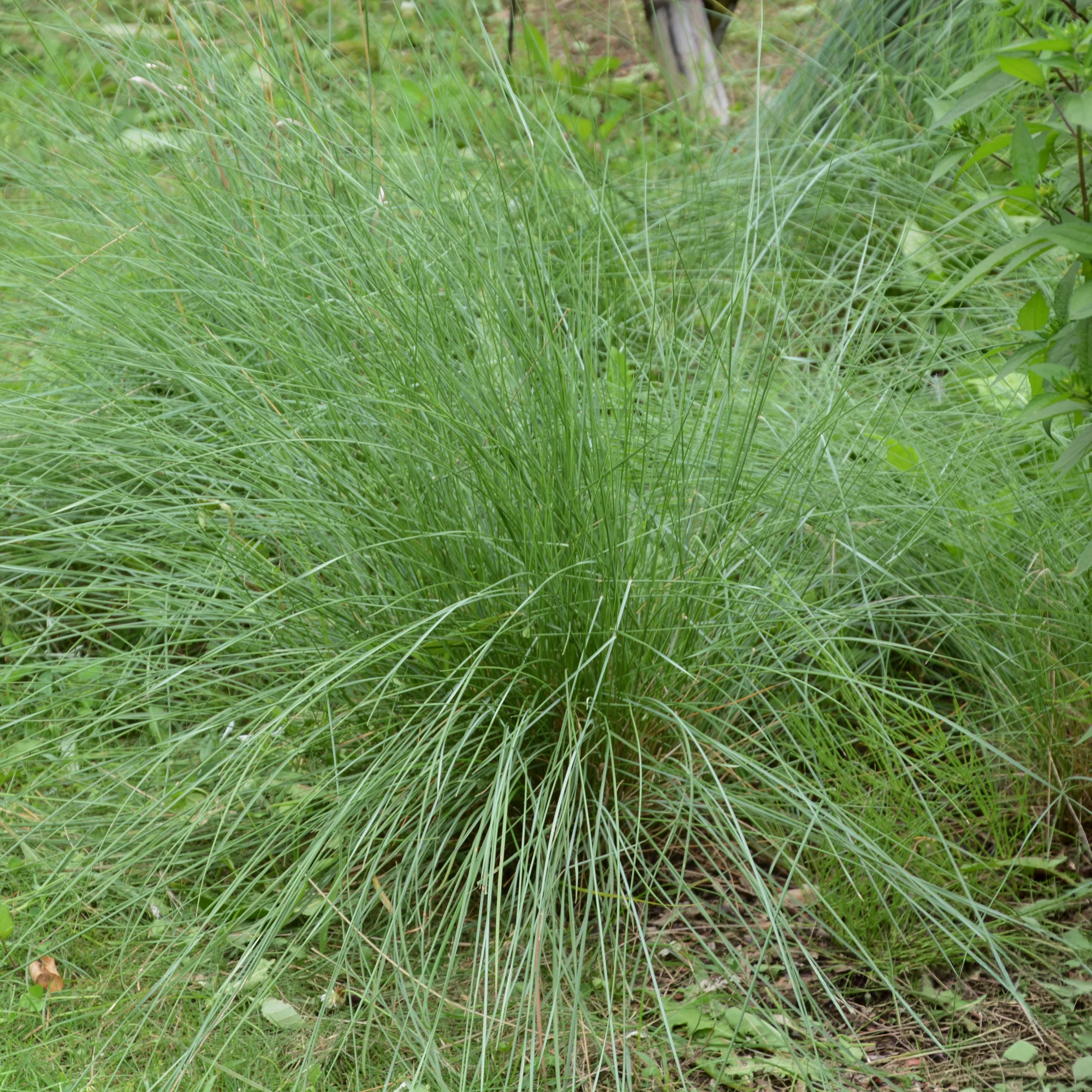 Muhlenbergia rigens