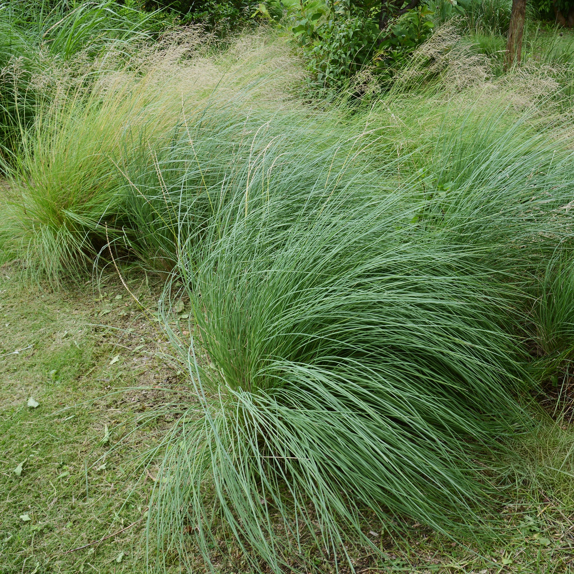 Muhlenbergia rigens - Image 2