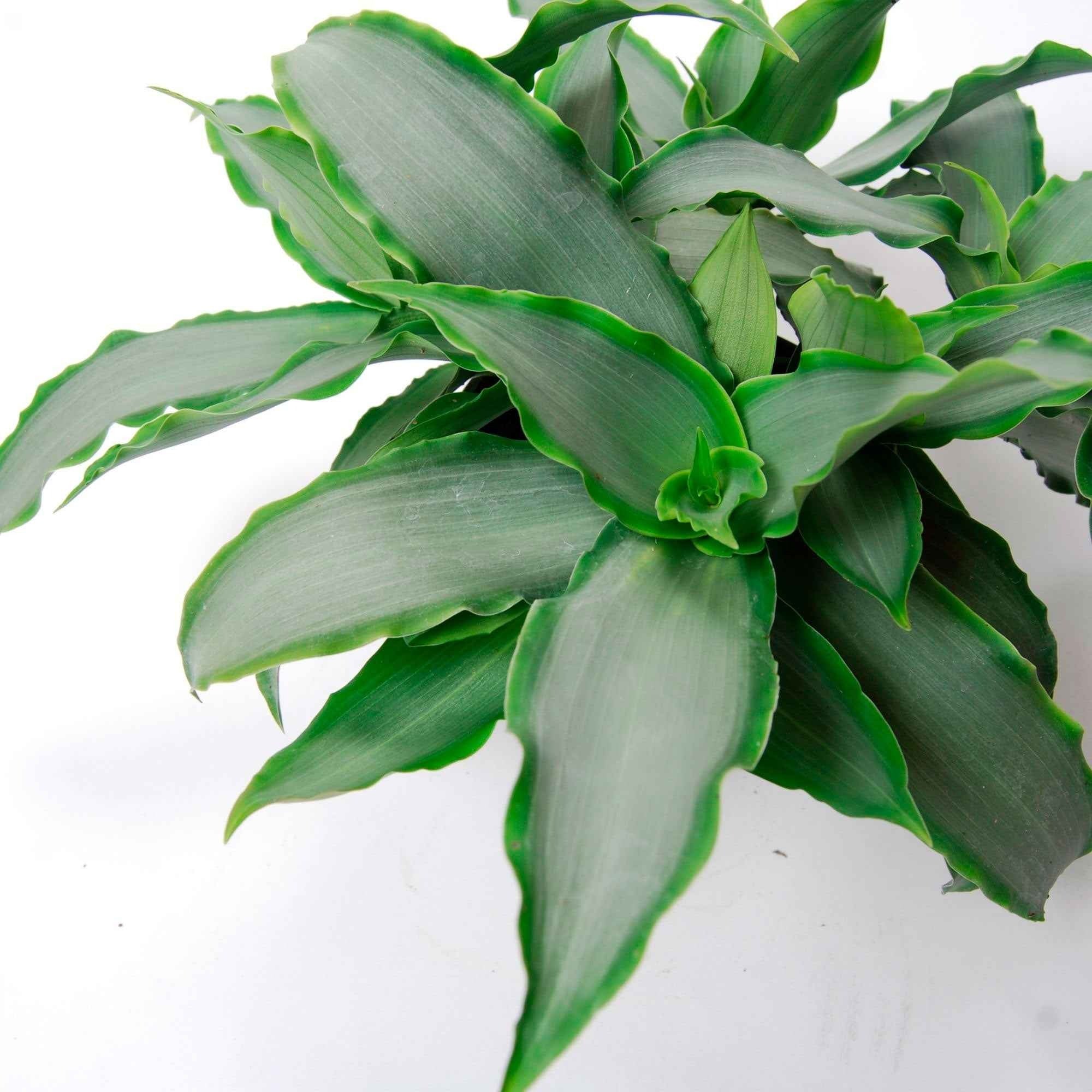 Murdannia Loriformis Bright Star - Image 3