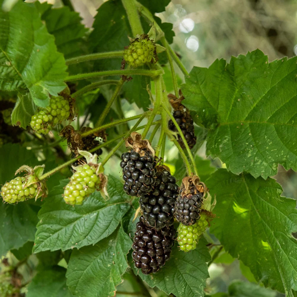 Mûrier Thornfree