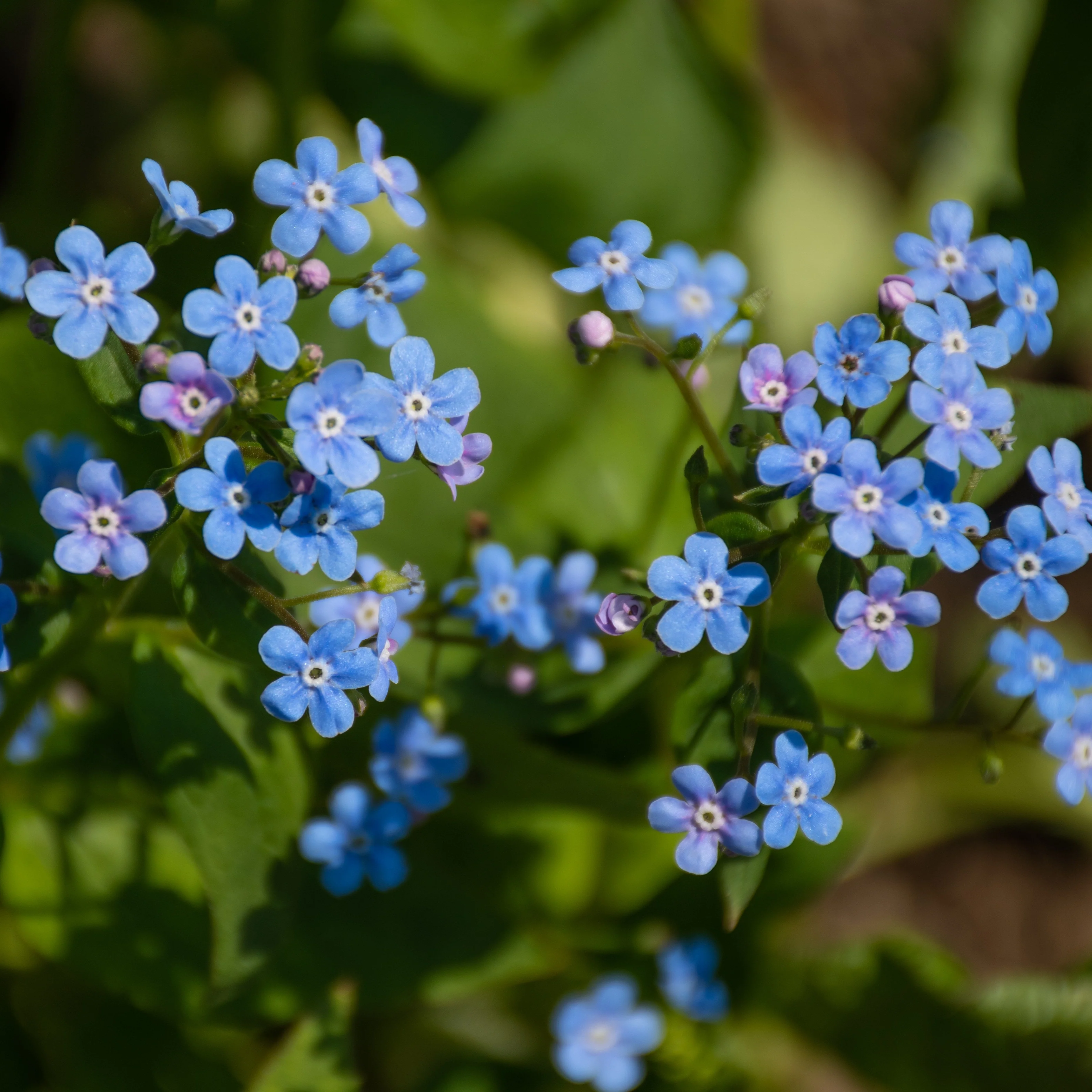 Myosotis du Caucase Emerald Mist ® - Image 2