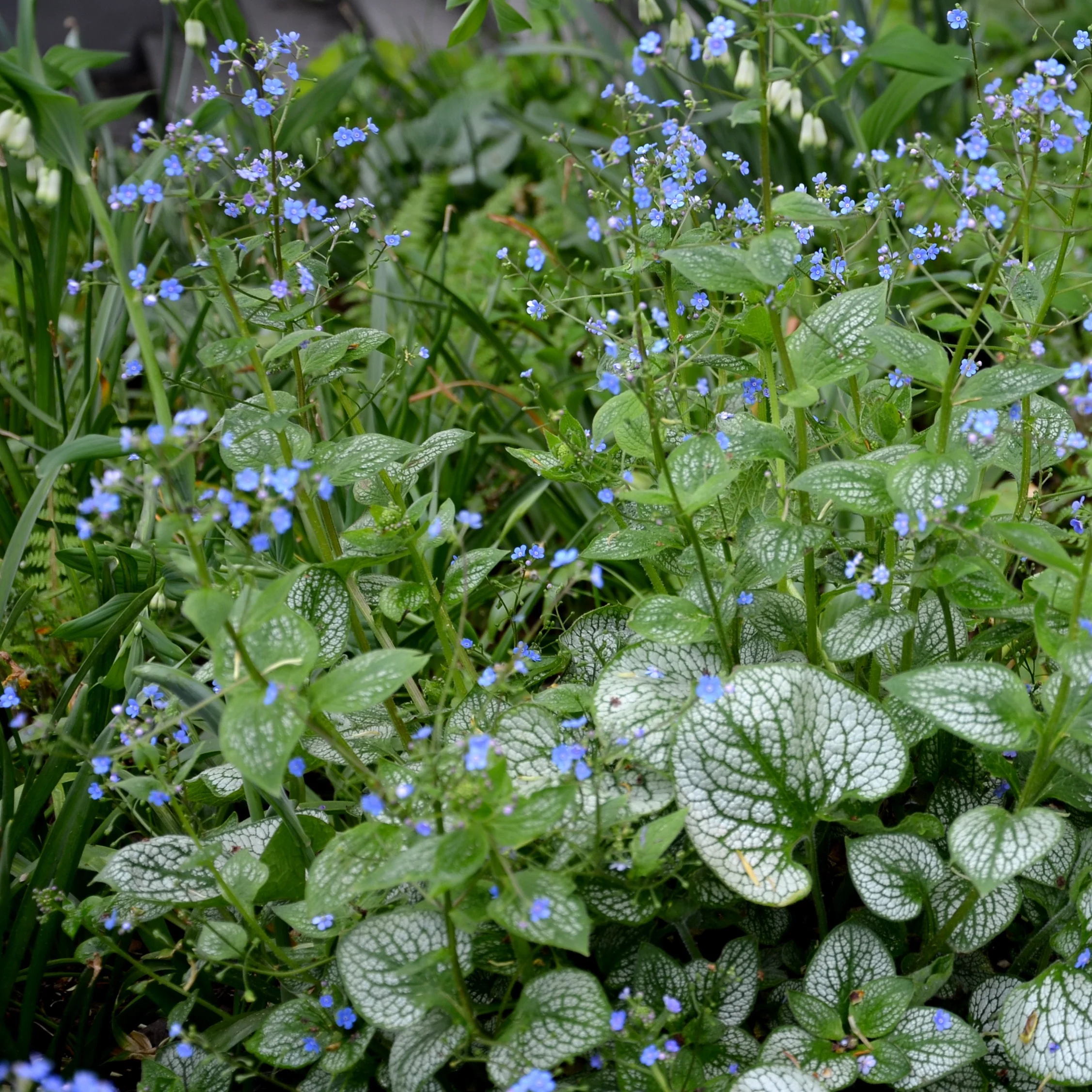 Myosotis du Caucase Emerald Mist ® - Image 3