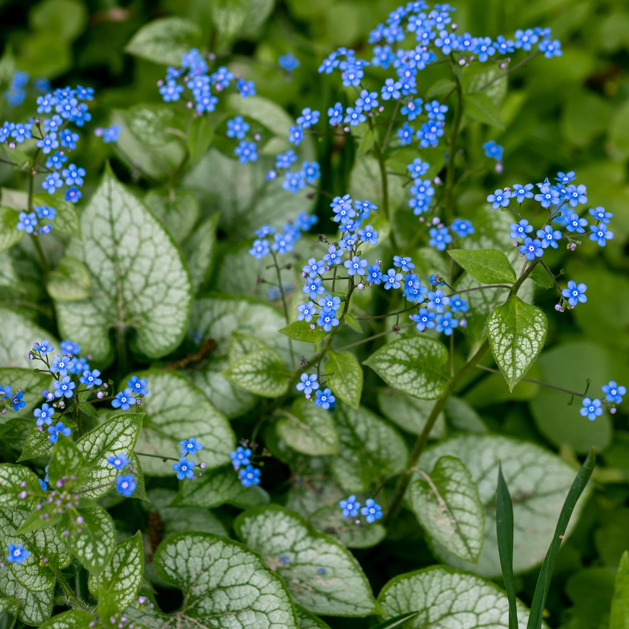 Myosotis du Caucase Jack Frost - Image 4