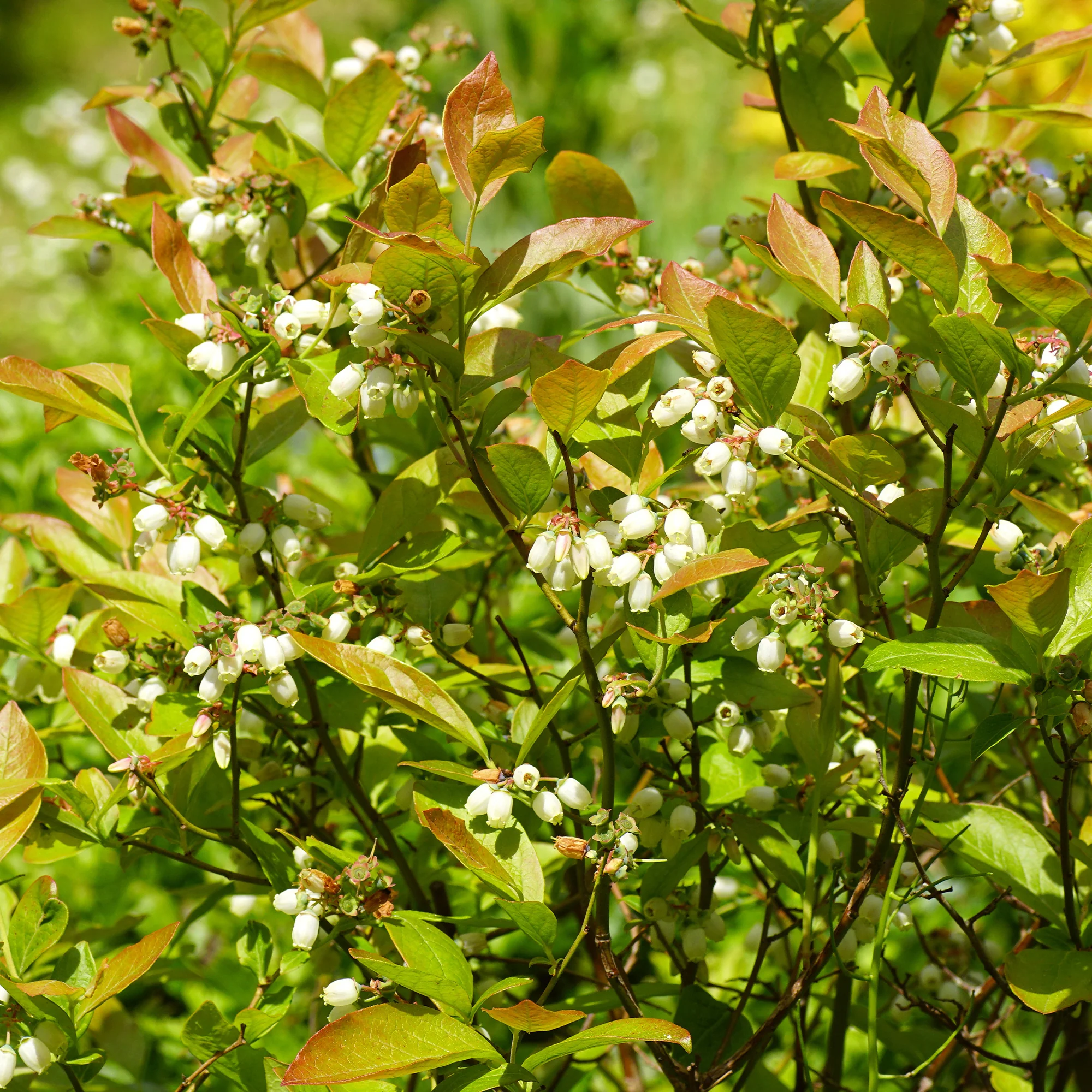 Myrtillier Vitaminos - Image 3