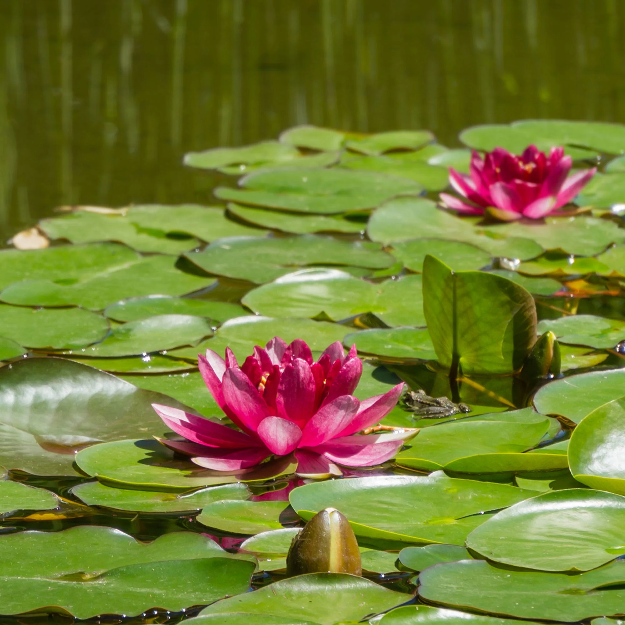 Nénuphar Attraction