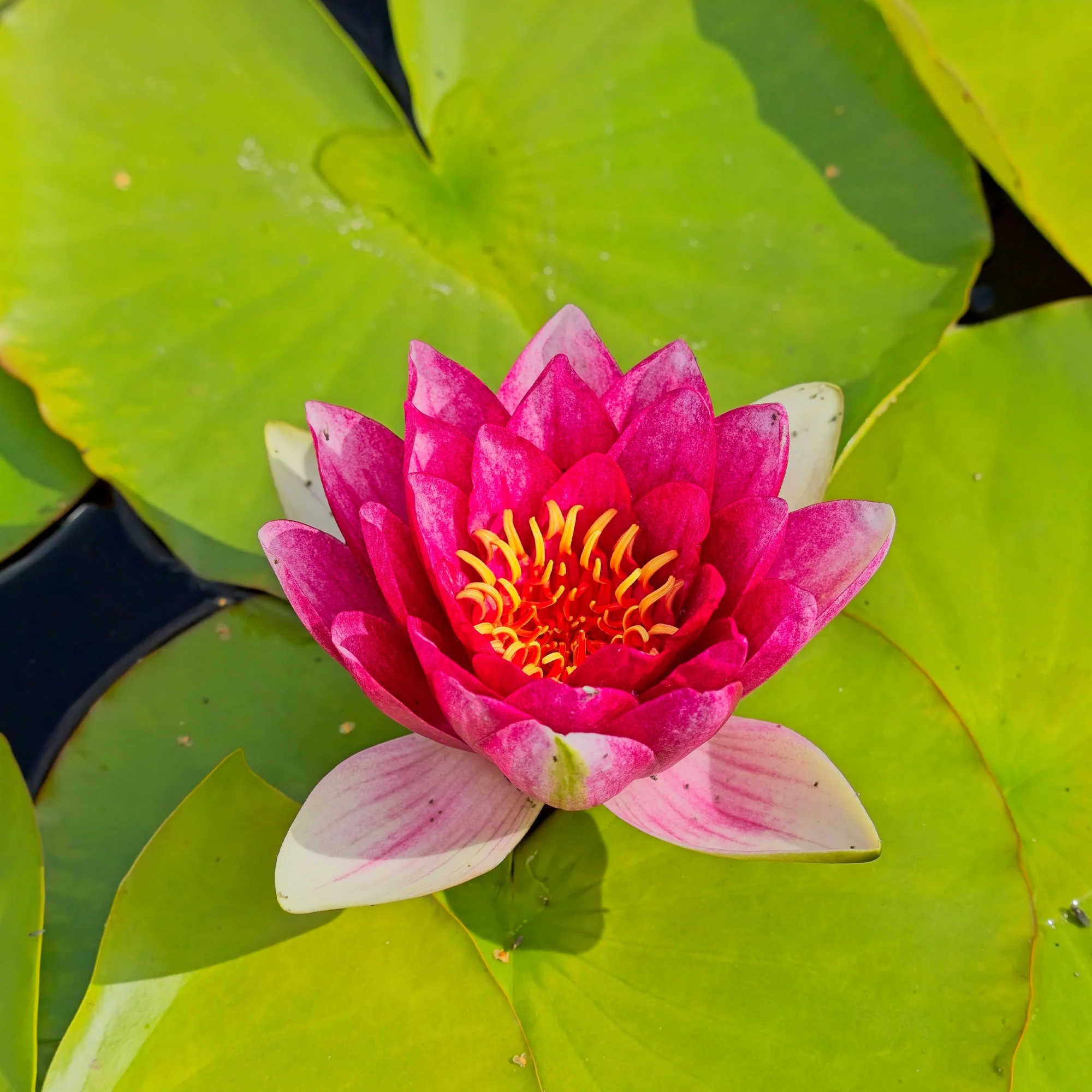 Nénuphar Attraction - Image 2