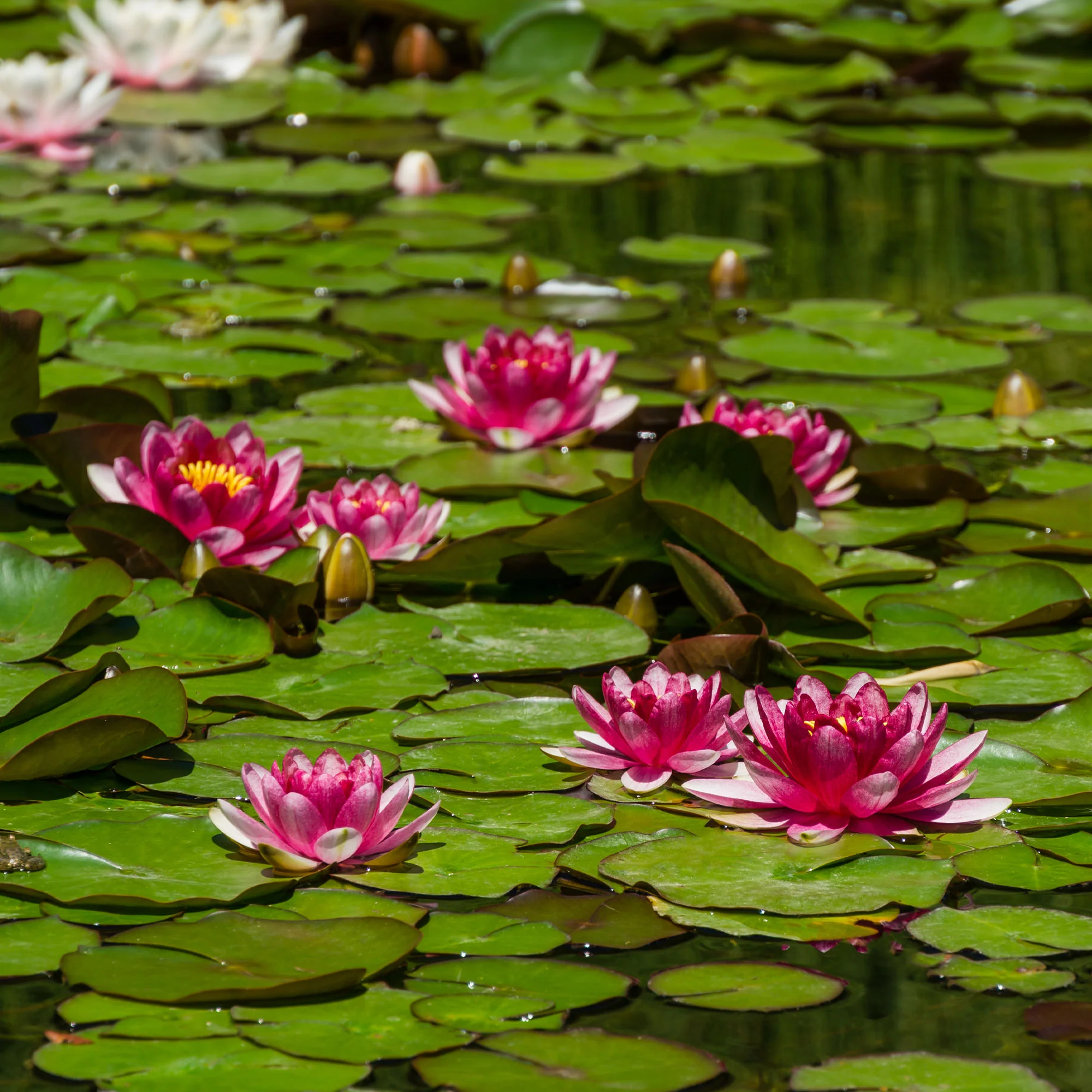 Nénuphar Attraction - Image 3