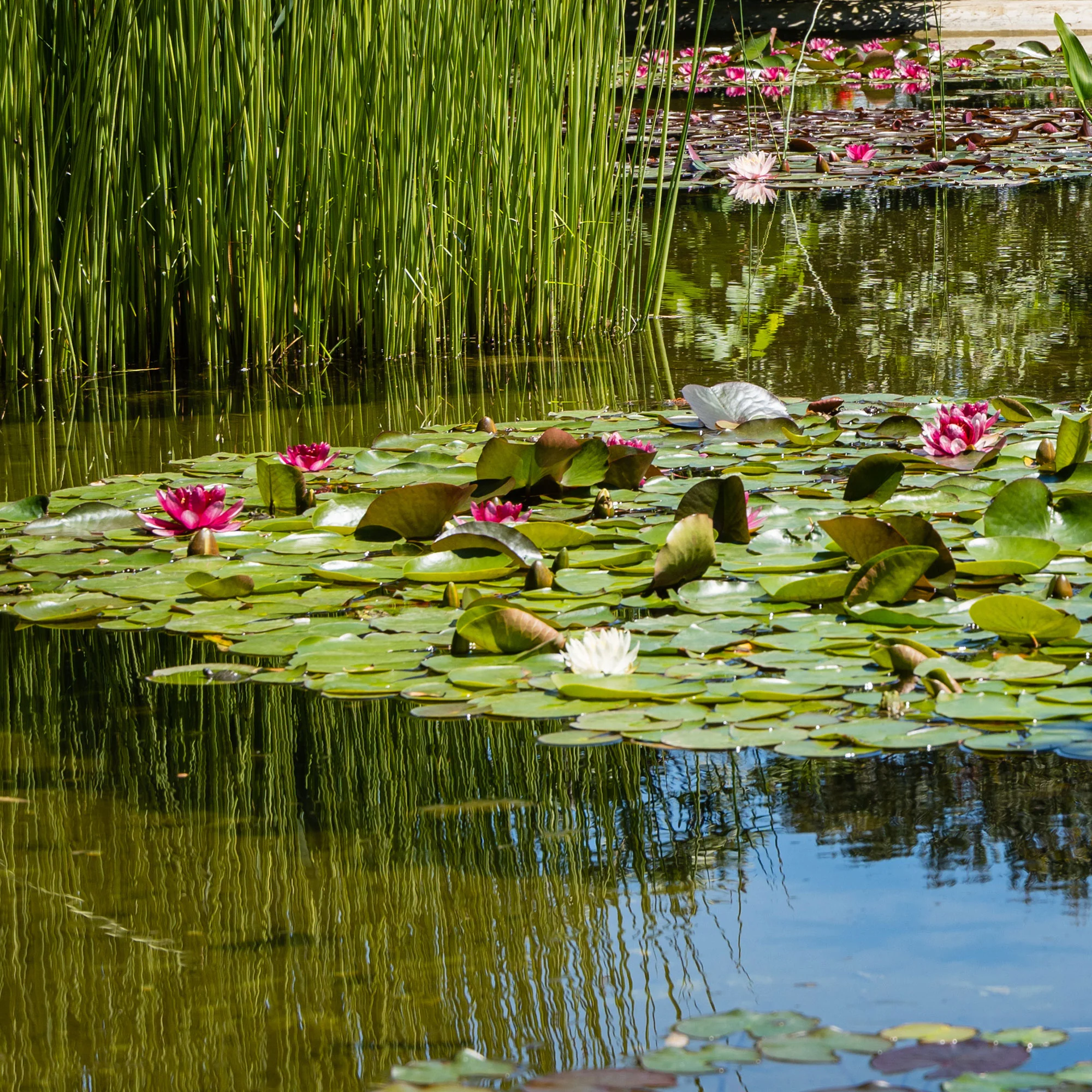 Nénuphar Attraction - Image 4