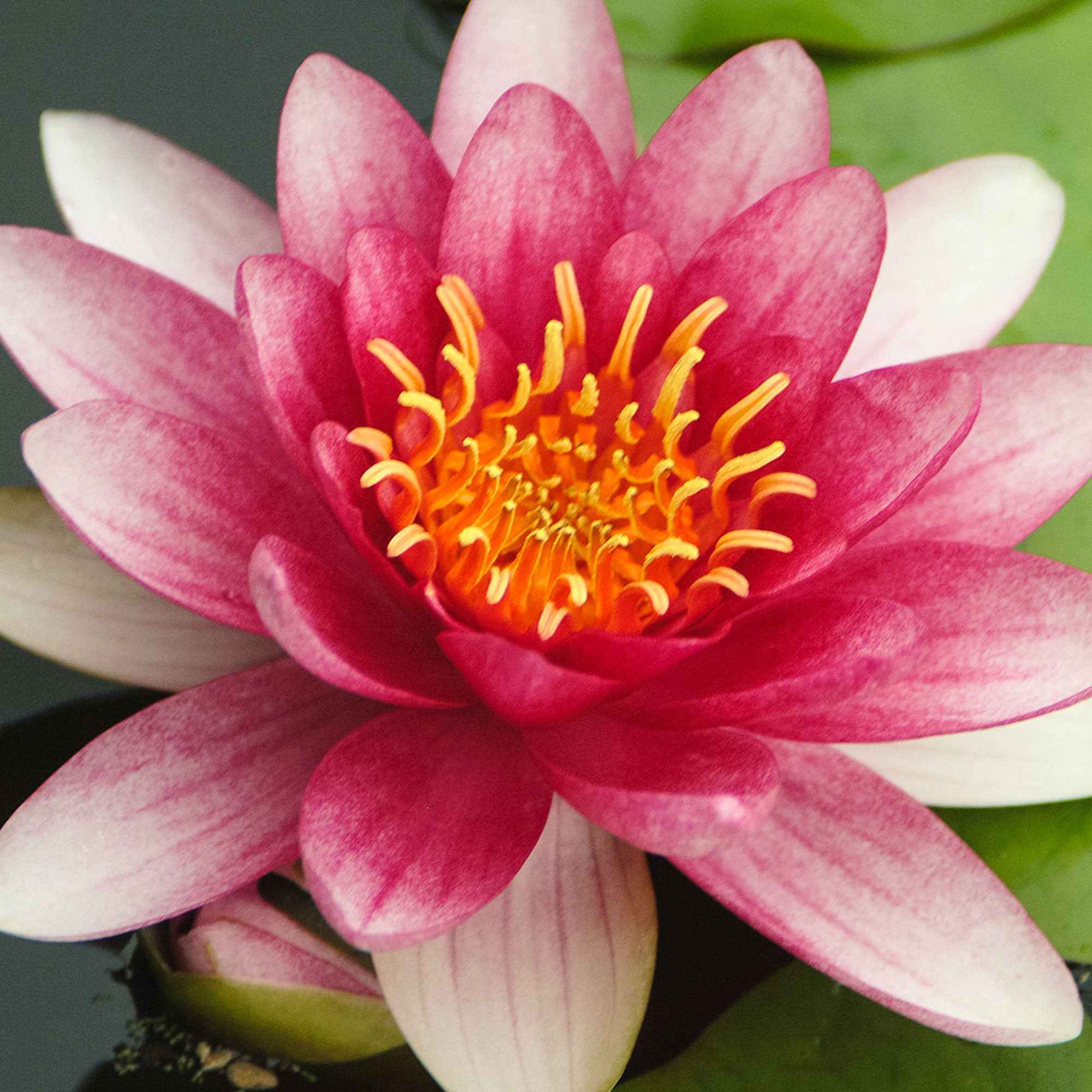 Nénuphar Attraction - Image 7